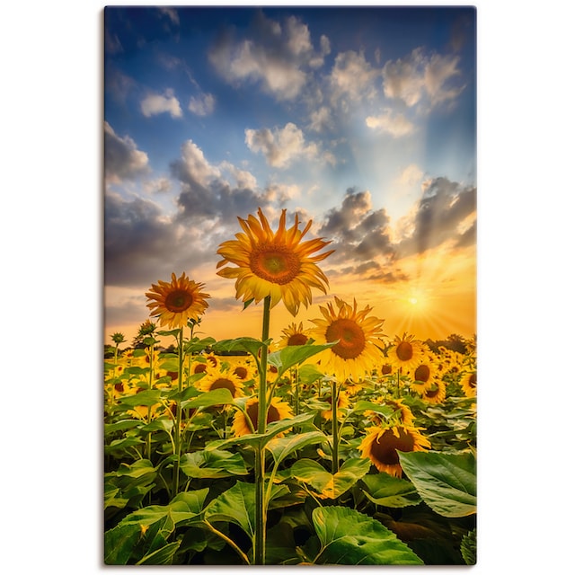 Artland Wandbild »Sonnenblumen im Sonnenuntergang«, Blumenbilder, (1 St.),  als Leinwandbild, Poster in verschied. Größen im OTTO Online Shop