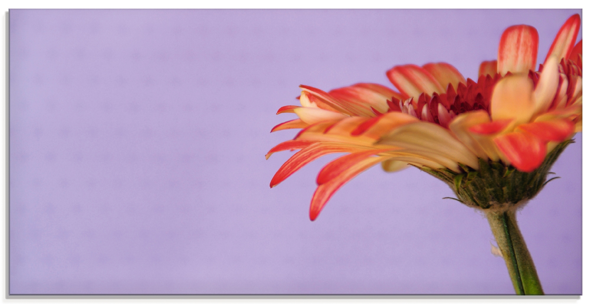 Artland Glasbild »Blume«, Blumen, (1 St.), in verschiedenen Größen