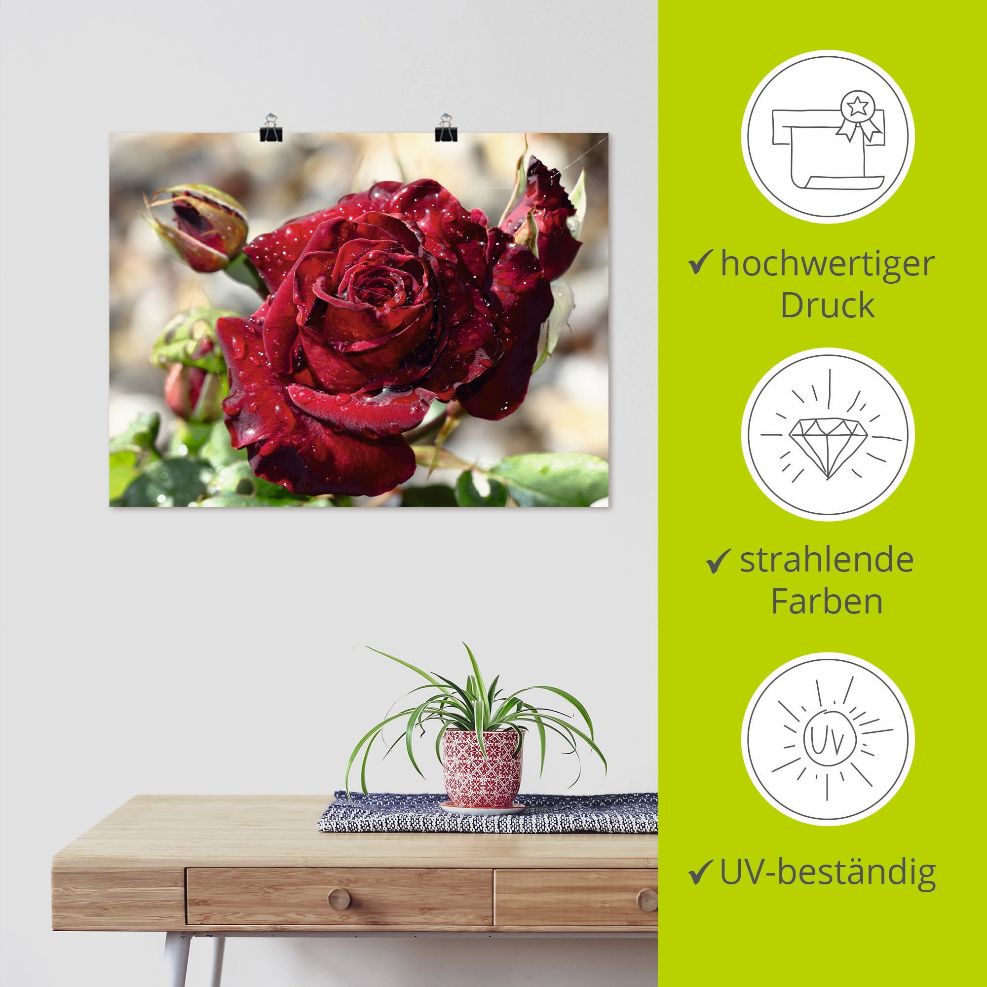 Artland Wandbild »Tröpfchenrose« Blumen 1 Stk. tlg. als Leinwandbild, Poster in verschied. Größen