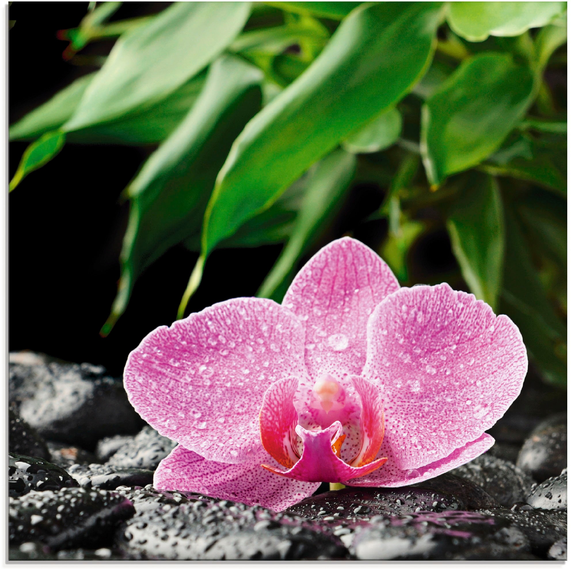 Artland Glasbild »Rosa Orchidee auf schwarzen Zen Steinen«, Blumen, (1 St.), in verschiedenen Größen