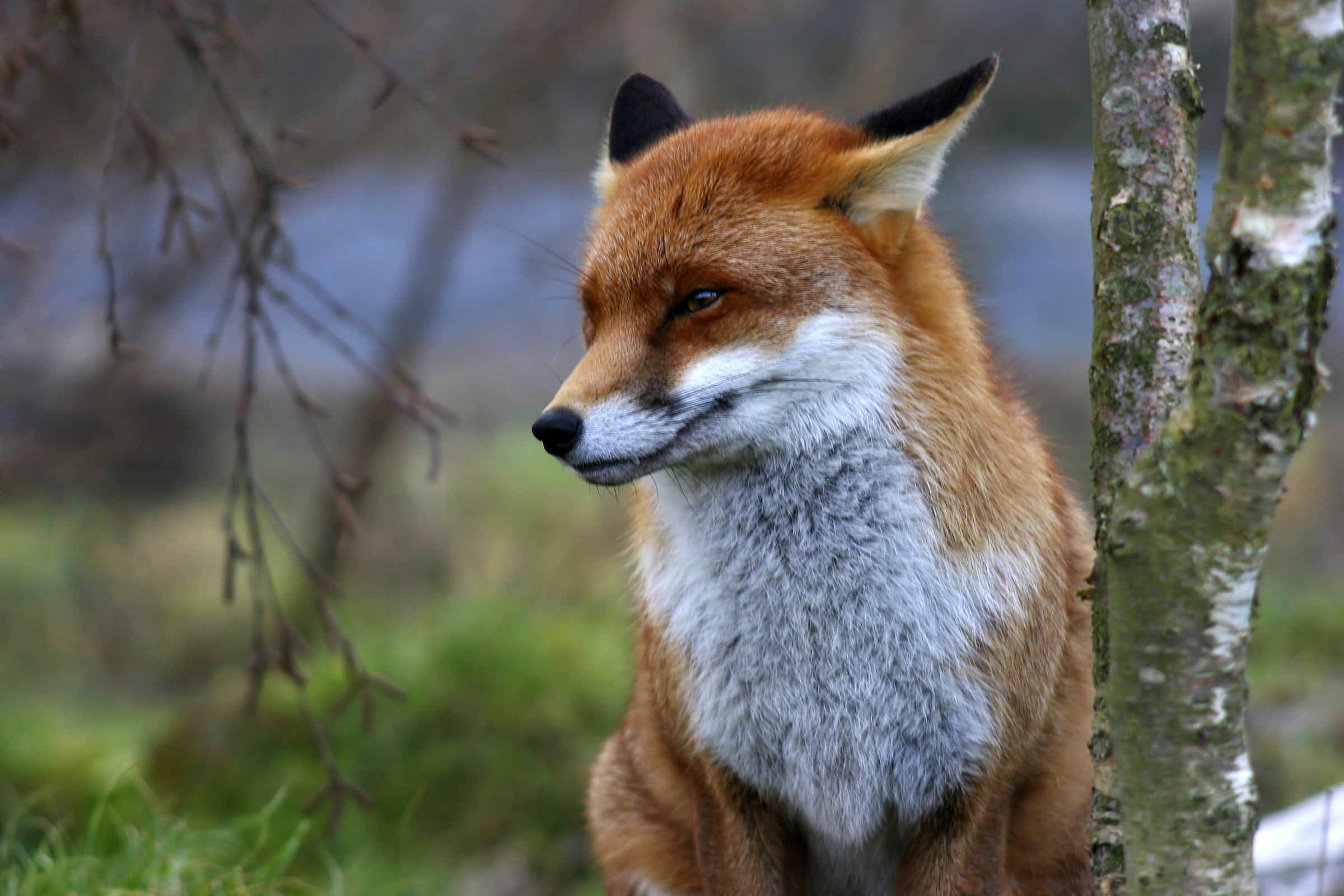 Fototapete »Red Fox«