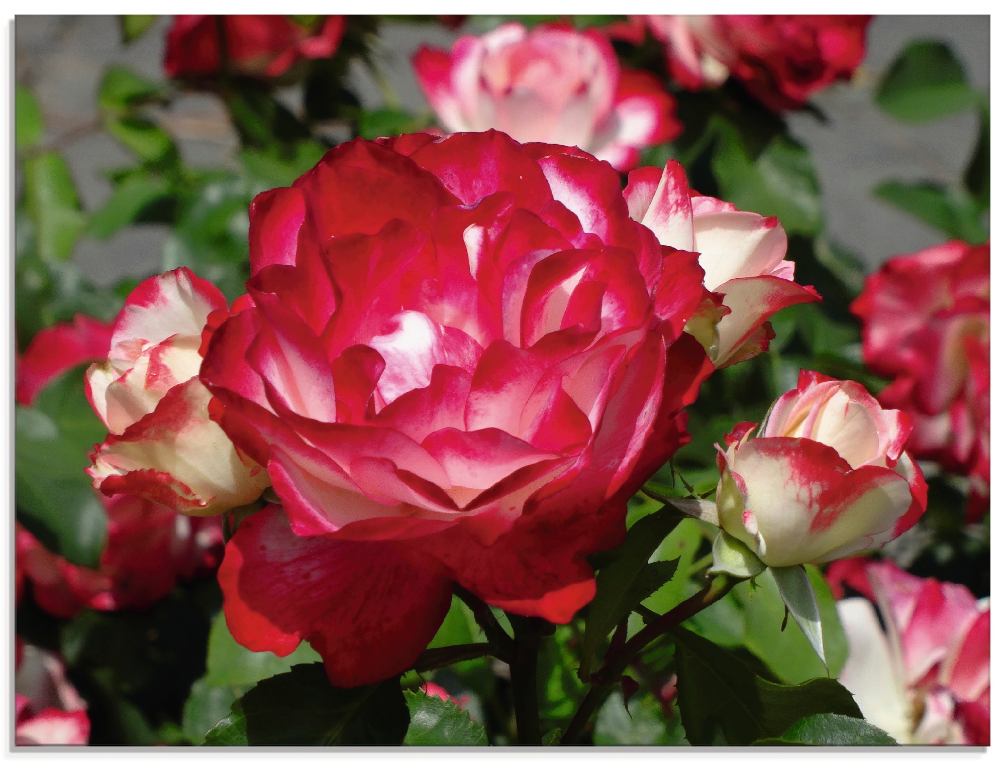 Artland Glasbild »Rot weiße Rosenblüte«, Blumen, (1 St.), in verschiedenen Größen