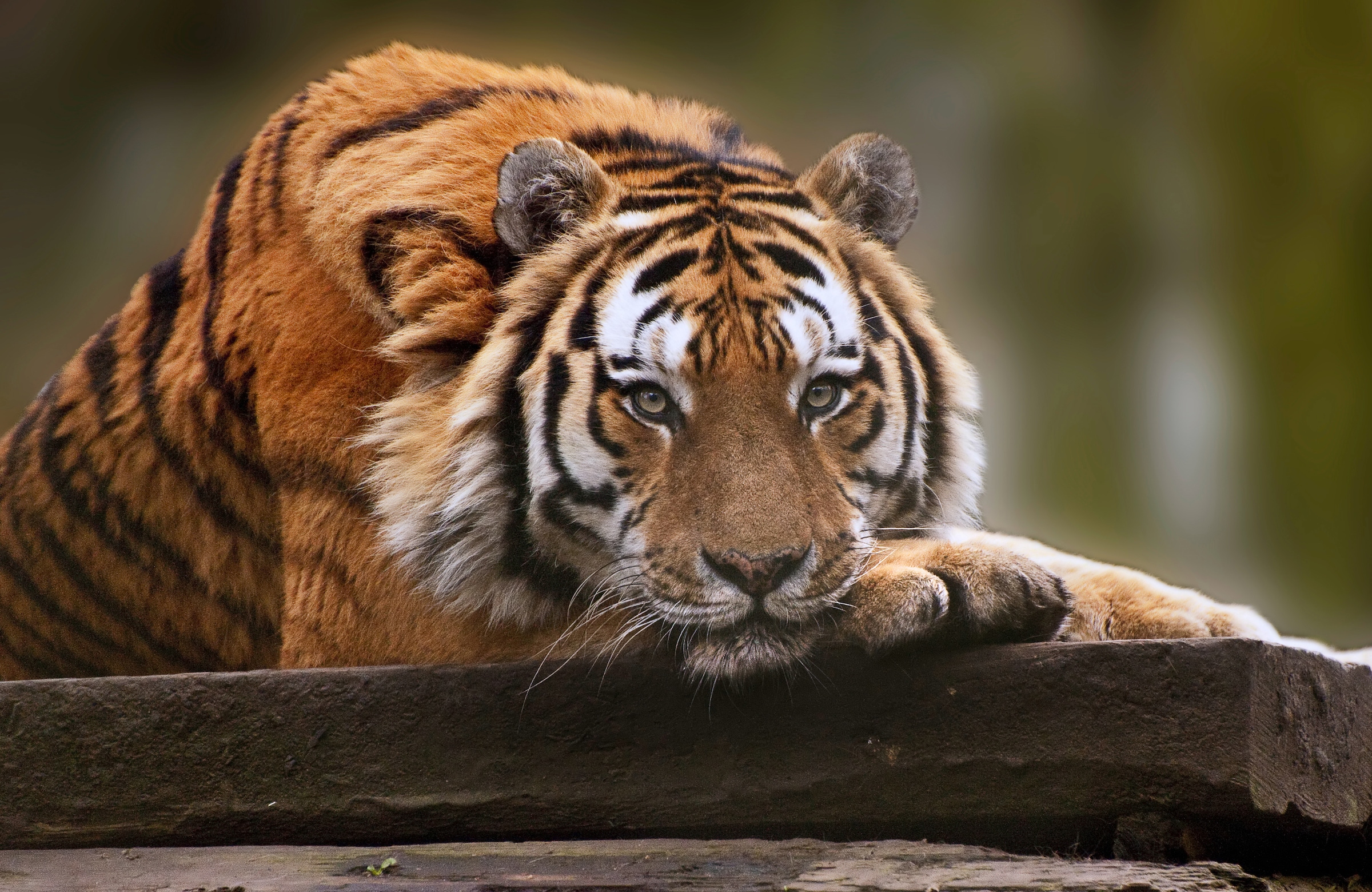 Fototapete »TIGER-NATUR LÖWE GEPARD PUMA JAGUAR DSCHUNGEL TIERE XXL«