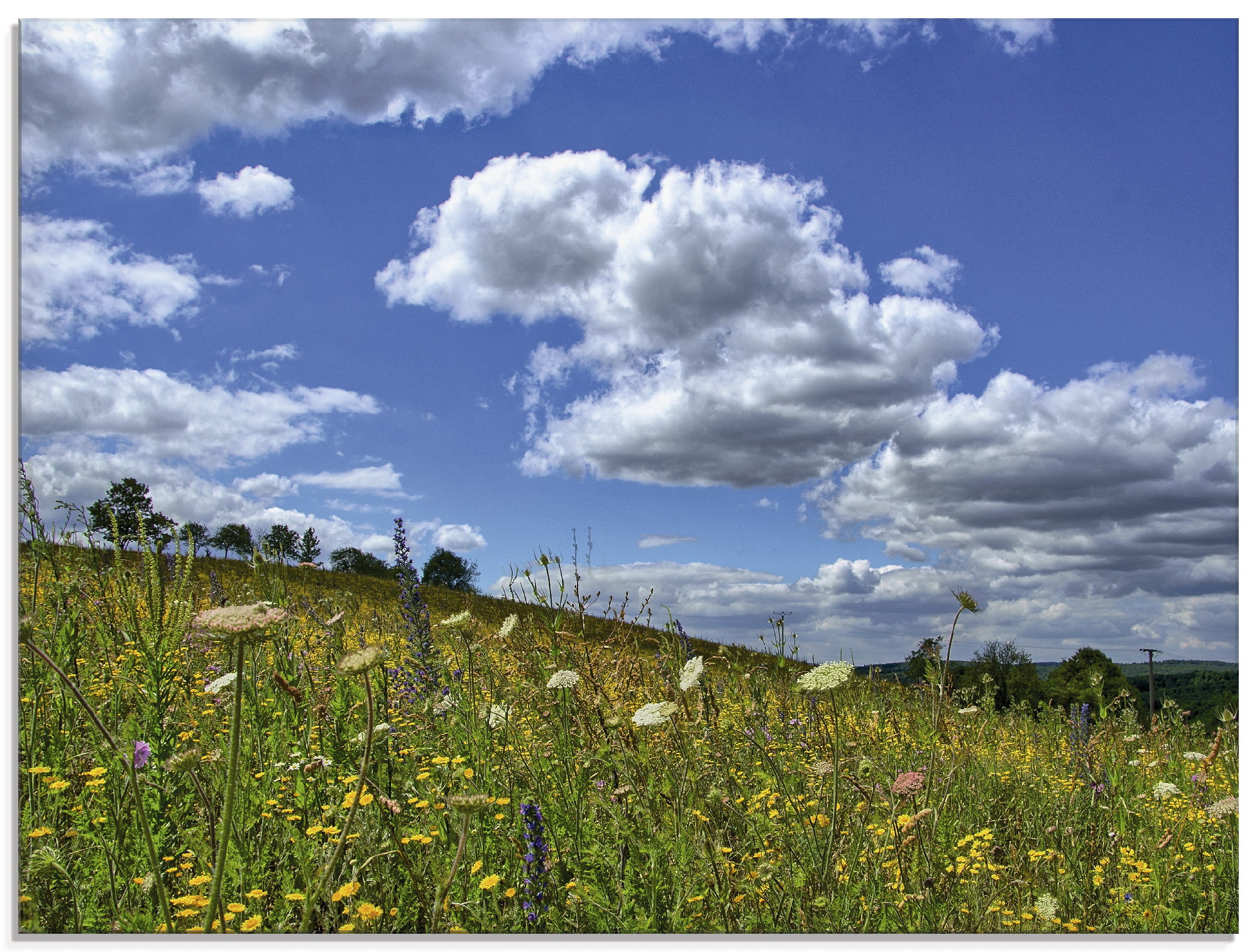 Artland Glasbild »Sommerwiese«, Blumenwiese, (1 St.)