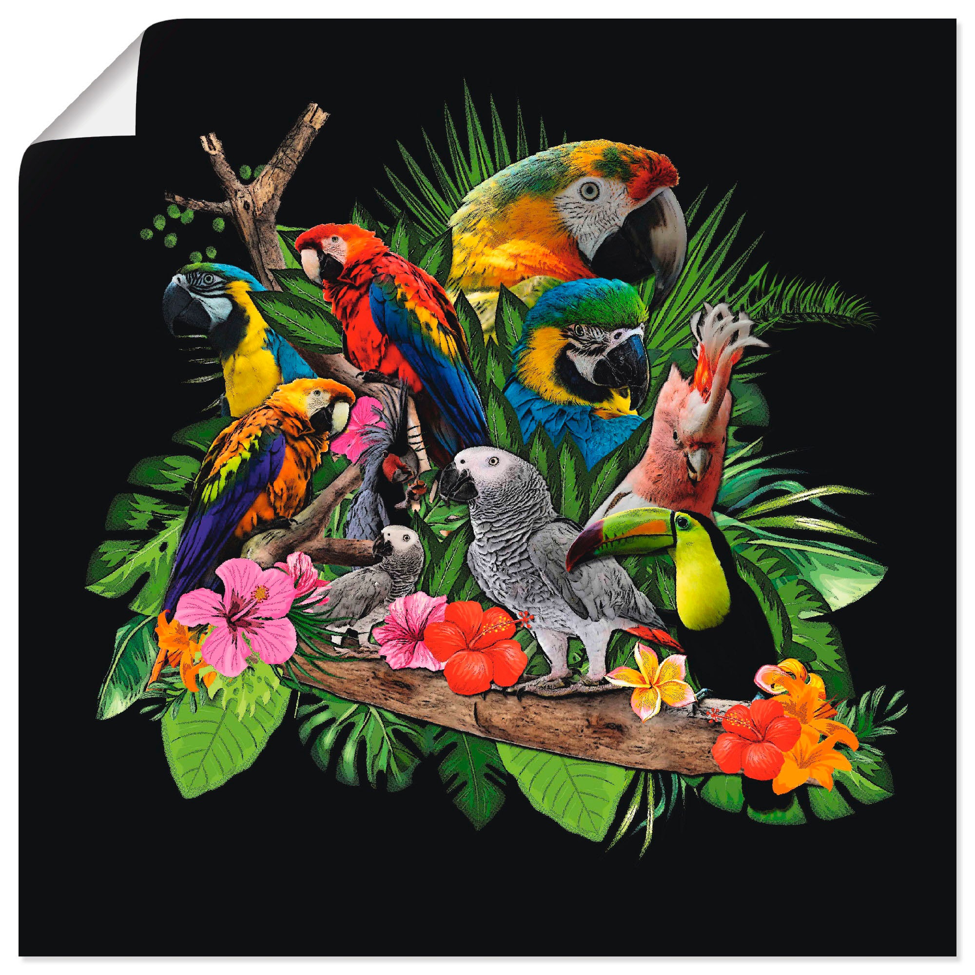 Artland Wandbild »Papageien Graupapagei Kakadu Dschungel«, Vögel, (1 St.), in vielen Größen & Produktarten - Alubild / Outdoorbild für den Außenbereich, Leinwandbild, Poster, Wandaufkleber / Wandtattoo auch für Badezimmer geeignet
