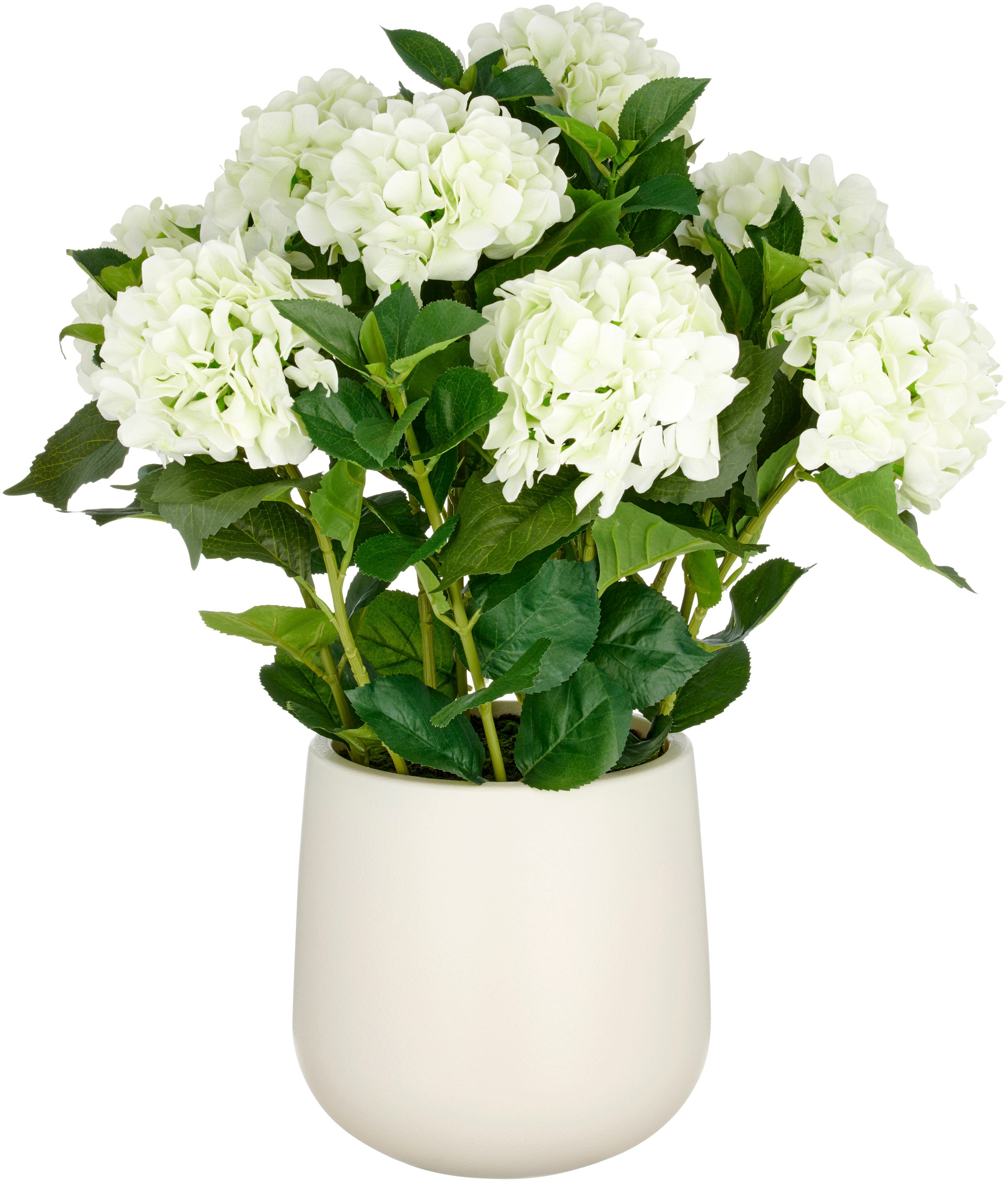 Creativ Green Kunstpflanze »Hortensie« im eleganten Topf in beige, Größe B/H/L: 70 cm