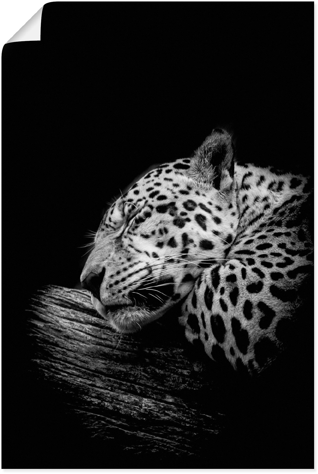Wandbild »Der schlafende Jaguar«, Wildtiere, (1 St.), als Alubild, Outdoorbild,...