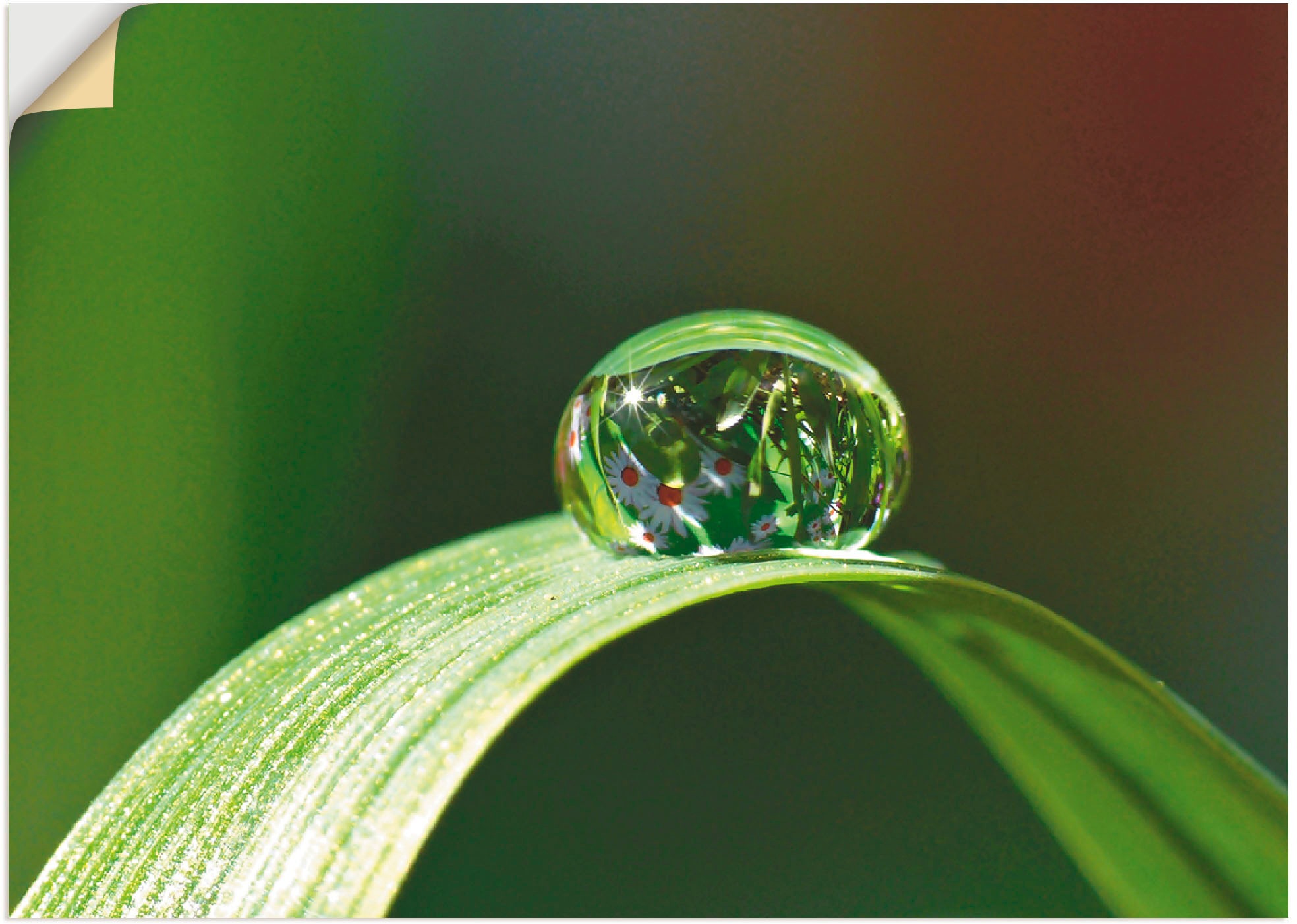 Artland Wandbild »Wassertropfen«, Gräser, (1 St.), in vielen Größen & Produktarten -Leinwandbild, Poster, Wandaufkleber / Wandtattoo auch für Badezimmer geeignet