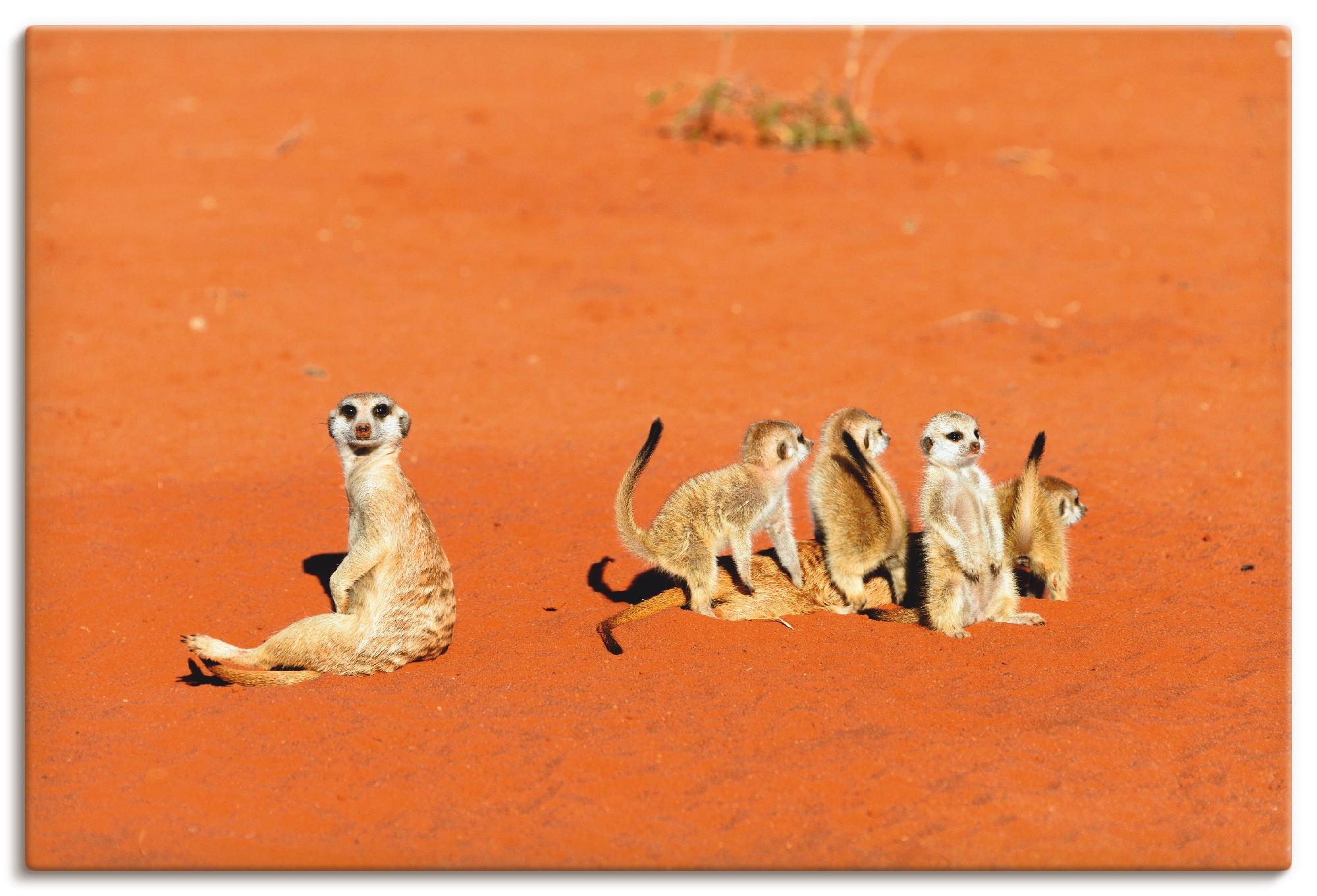 Artland Wandbild »Erdmännchen II«, Wildtiere, (1 St.), in vielen Größen & Produktarten - Alubild / Outdoorbild für den Außenbereich, Leinwandbild, Poster, Wandaufkleber / Wandtattoo auch für Badezimmer geeignet
