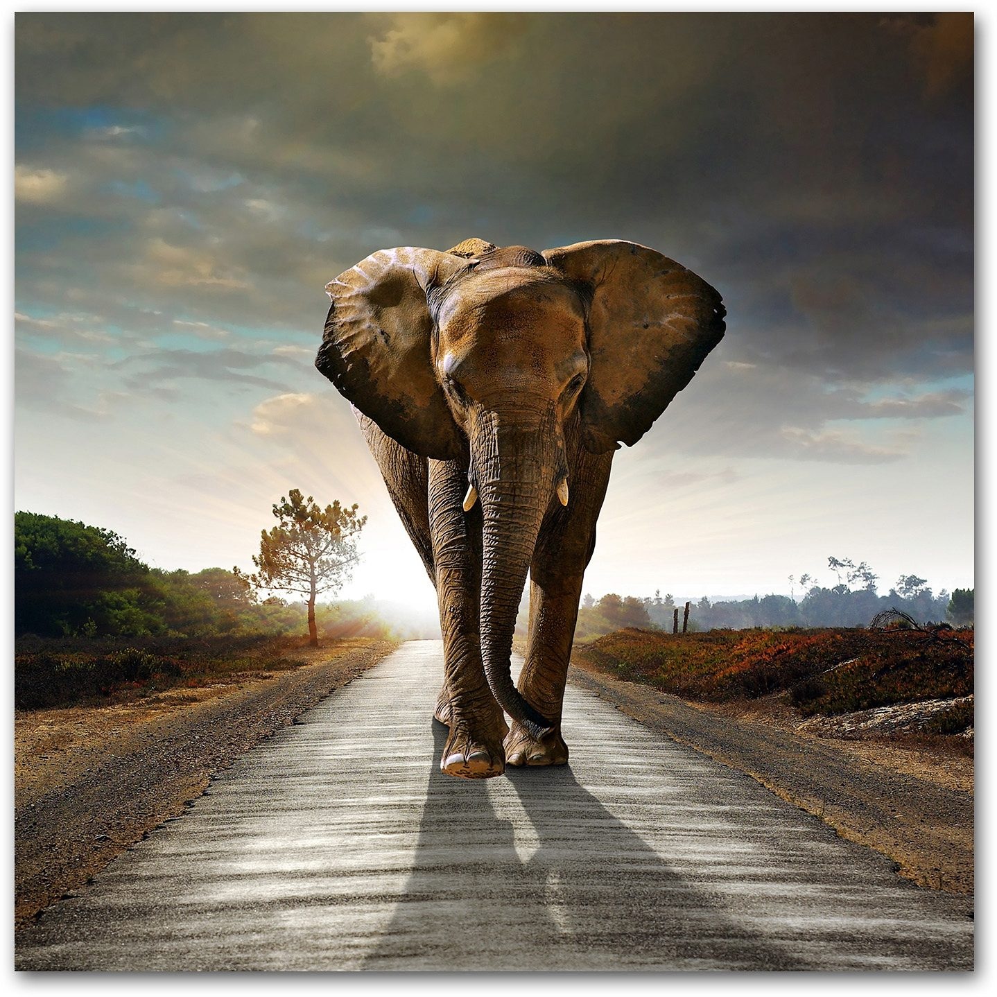 Home affaire Acrylglasbild »Elefant«, 50/50 cm kaufen