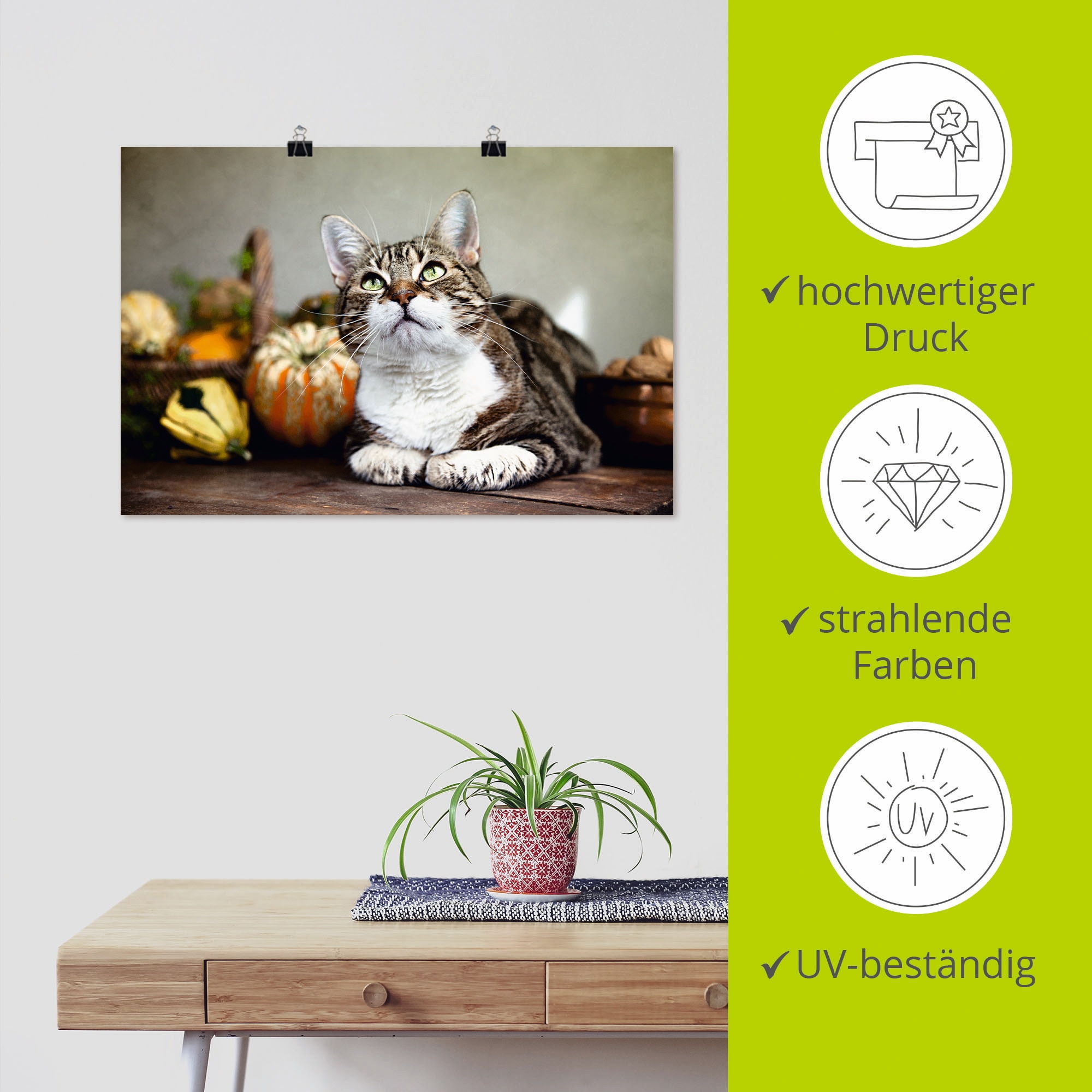 Artland Poster »Katze und Herbstdeko«, Haustiere, (1 St.), als Alubild, Leinwandbild, Wandaufkleber oder Poster in versch. Größen