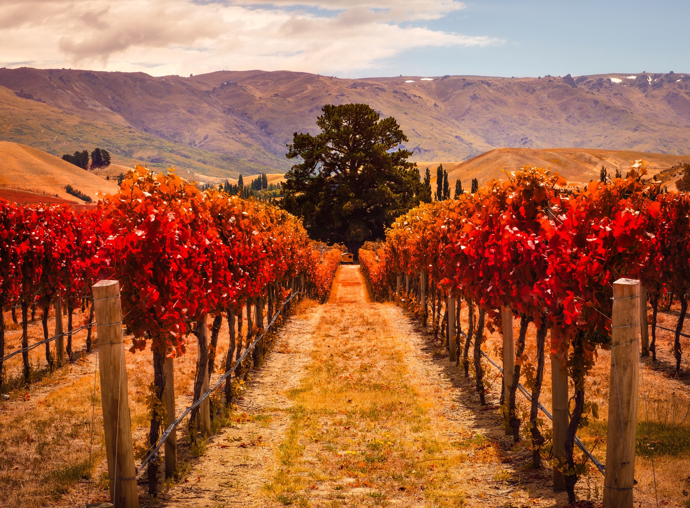 Papermoon Fototapete »Autumn Vineyard«