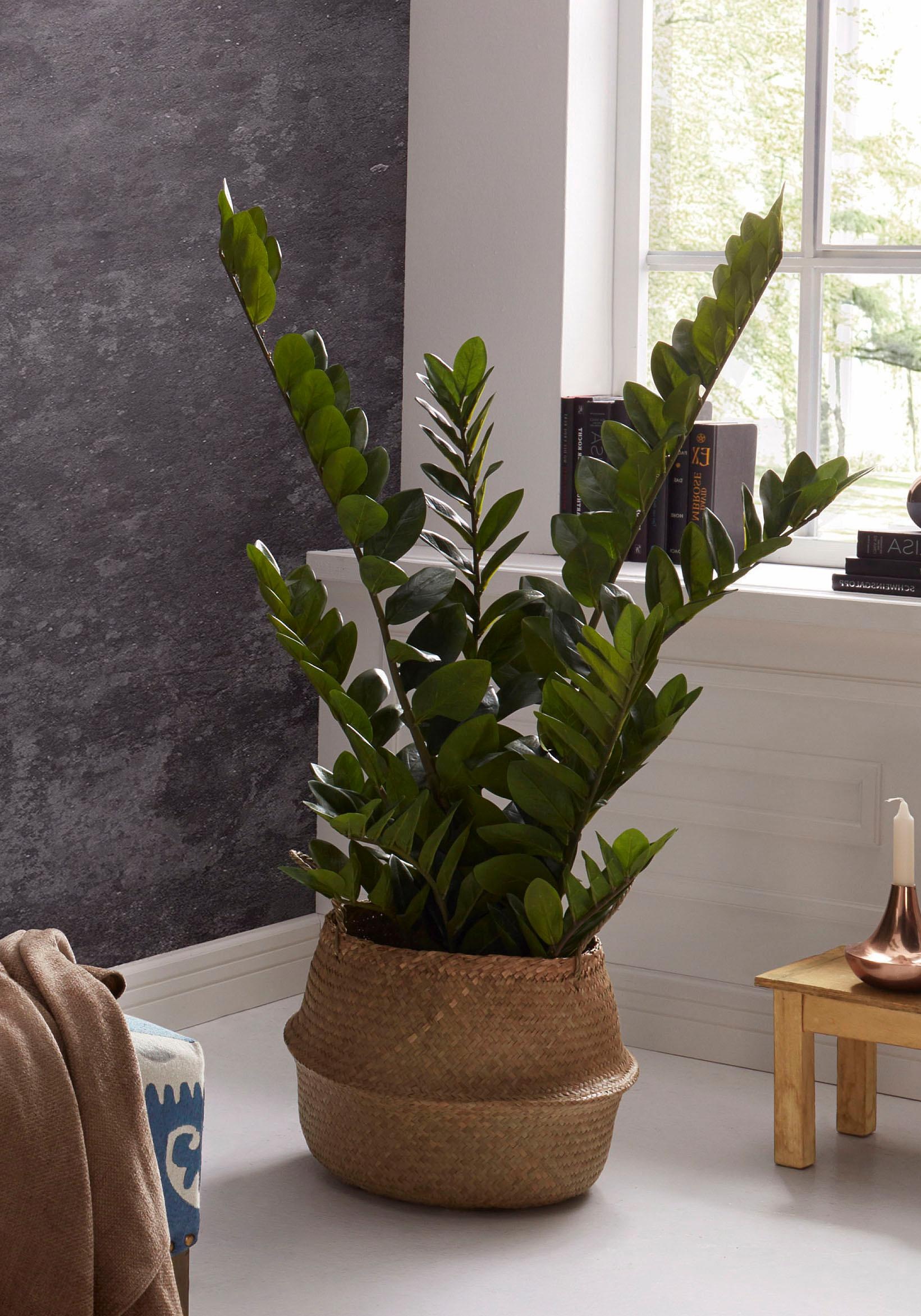 Creativ green Kunstpflanze »Zamifolia«