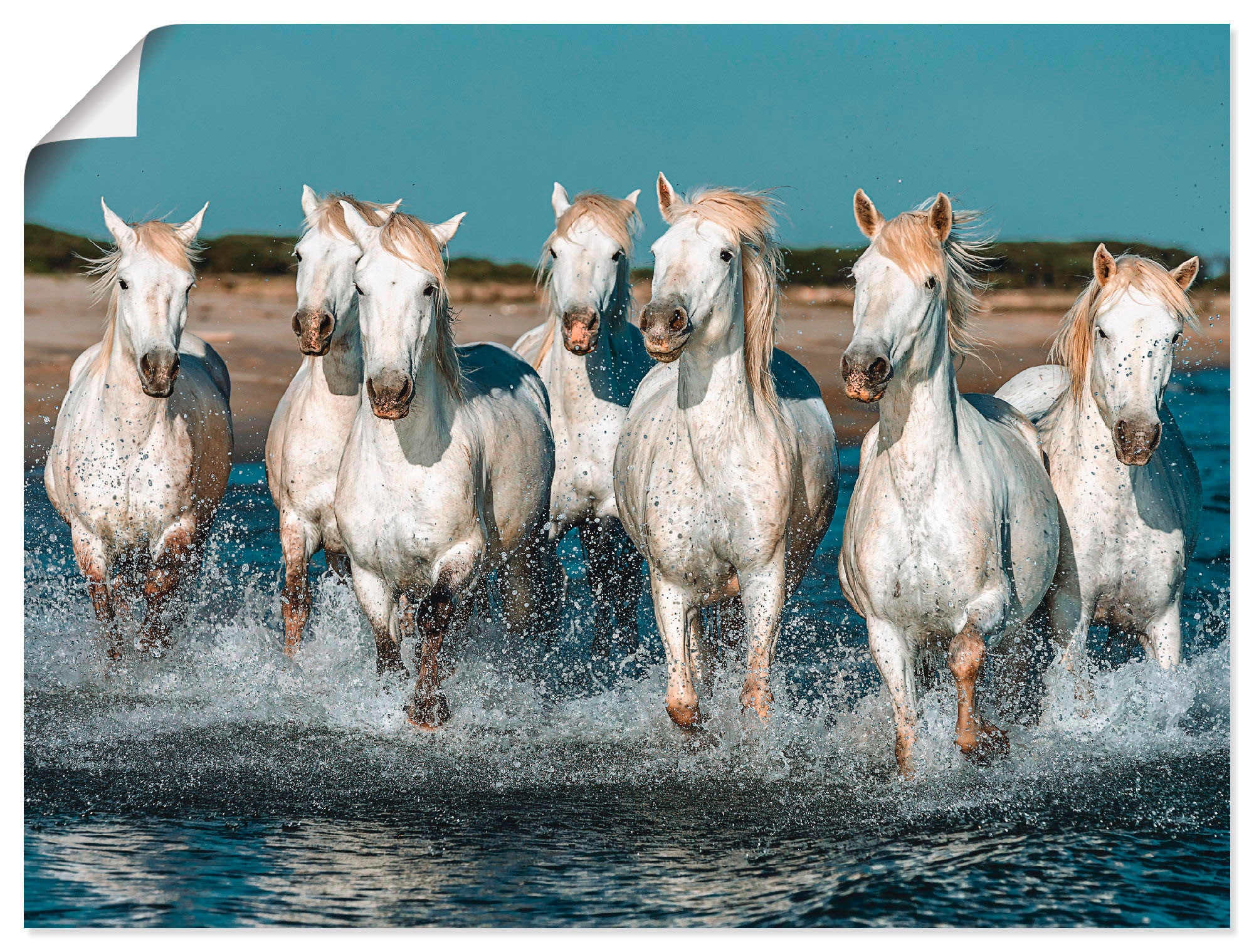 Artland Wandbild »Camargue Pferde galoppieren am Strand«, Haustiere, (1 St.), als Alubild, Outdoorbild, Leinwandbild, Poster, Wandaufkleber