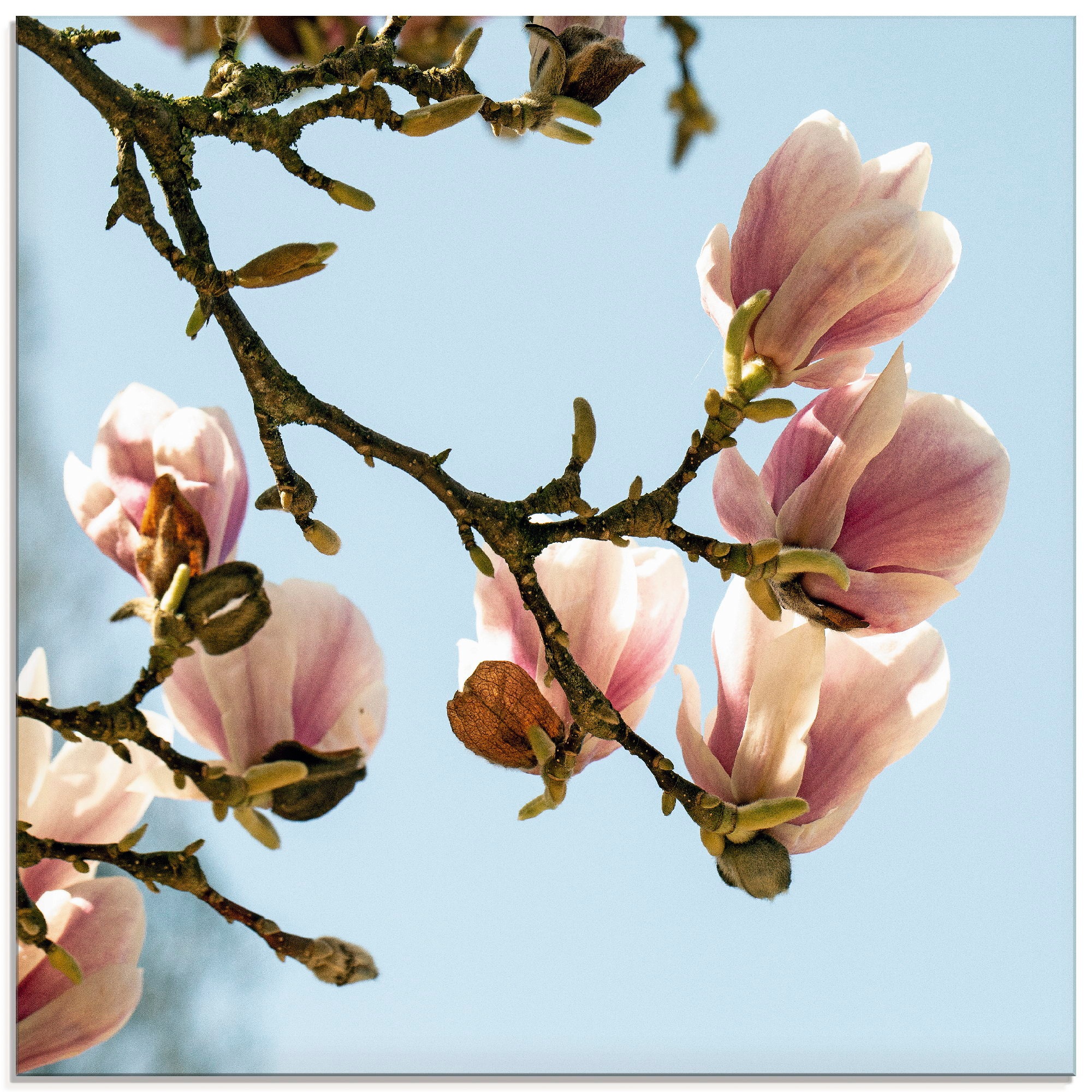 Artland Glasbild »Magnolie«, Blumen, (1 St.)