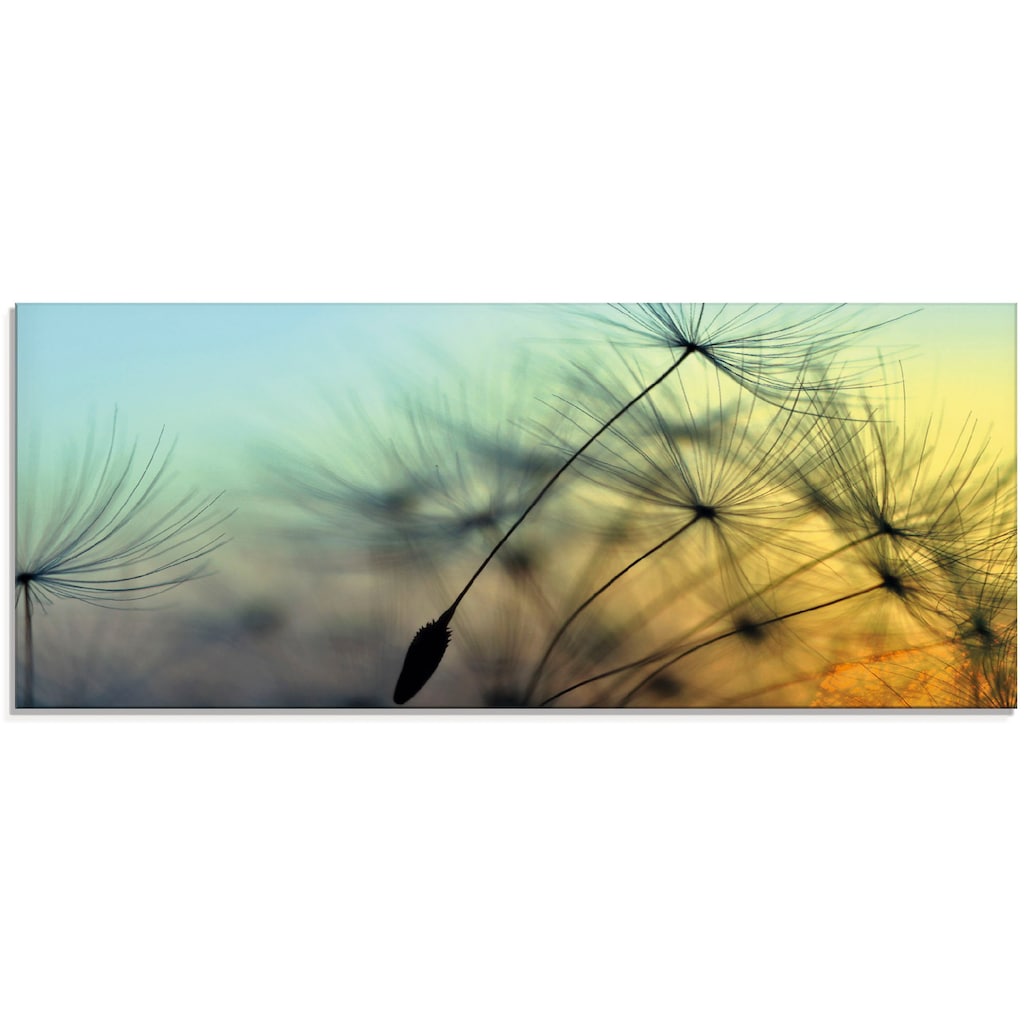 Artland Glasbild »Goldener Sonnenuntergang und Pusteblumen«, Blumen, (1 St.)