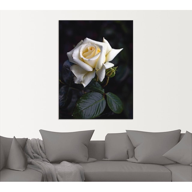 Artland Wandbild »Weiß-gelbe Rose«, Blumen, (1 St.), als Alubild,  Leinwandbild, Wandaufkleber oder Poster in versch. Größen im OTTO Online  Shop