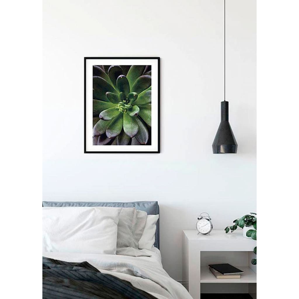 Komar Poster »Succulent Single«, Pflanzen-Blätter, (1 St.), Kinderzimmer, Schlafzimmer, Wohnzimmer