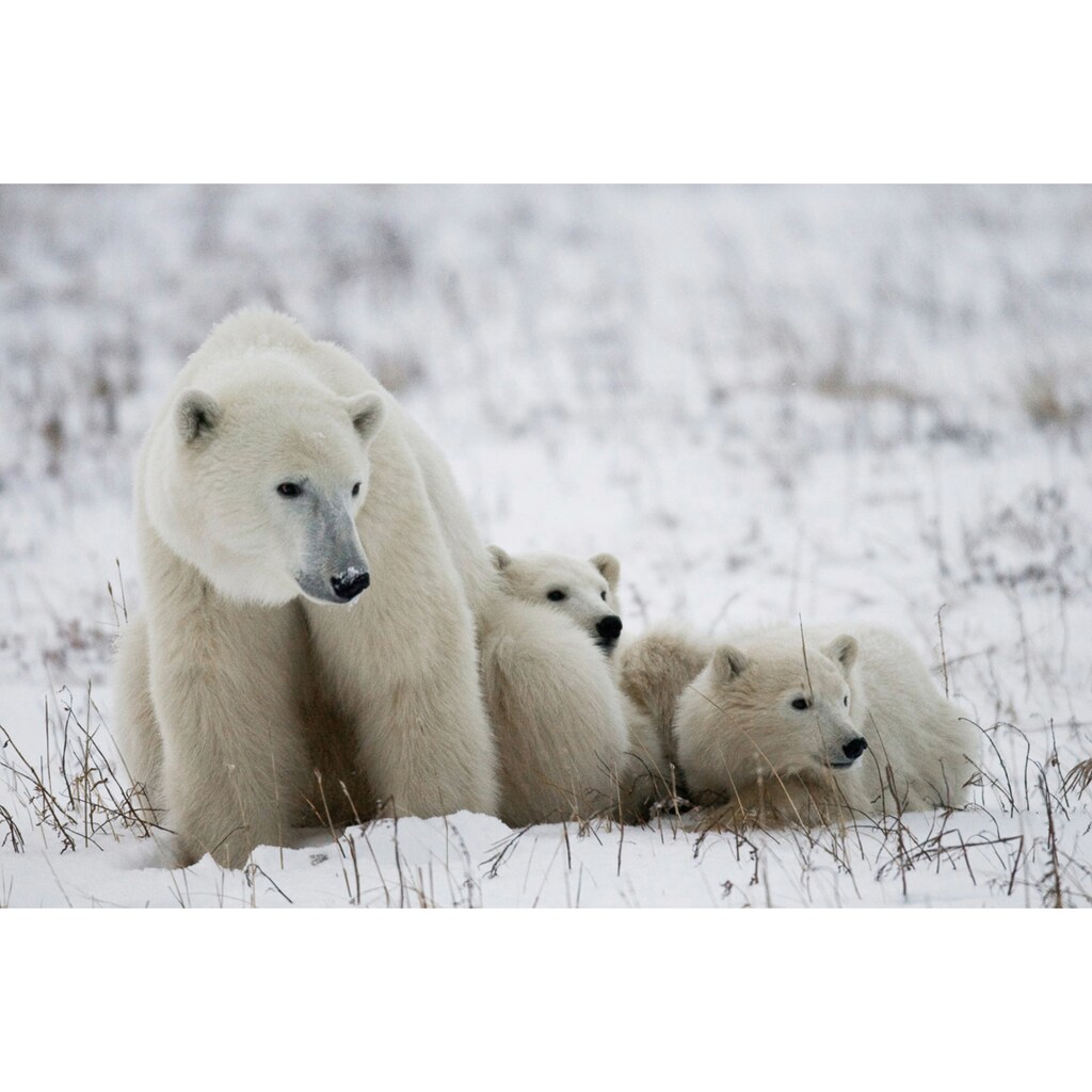 Papermoon Fototapete »Eisbär mit Jungen«