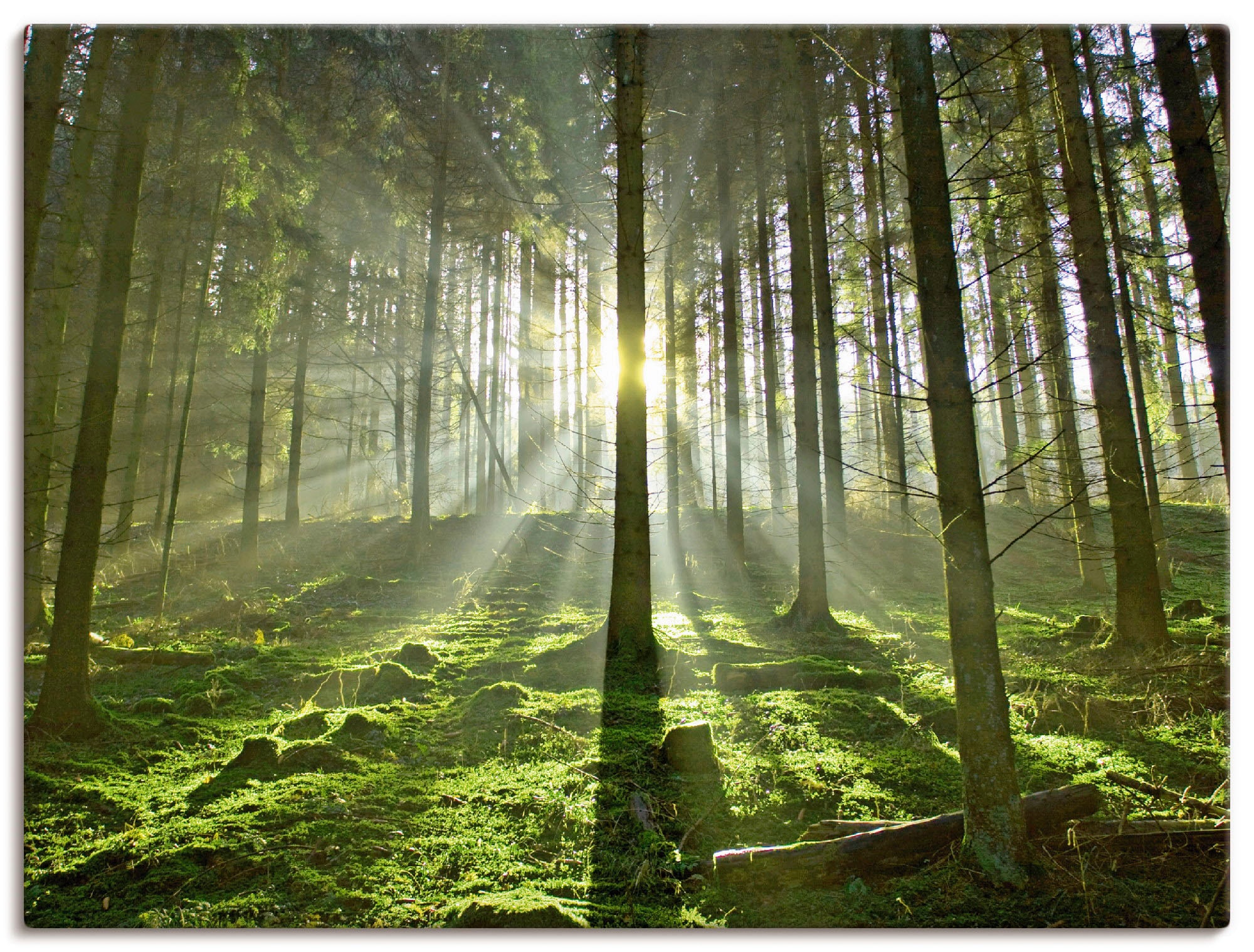 Artland Wandbild »Wald im Gegenlicht«, oder Leinwandbild, in versch. Alubild, OTTO als Wald, Poster St.), Wandaufkleber (1 bei Größen