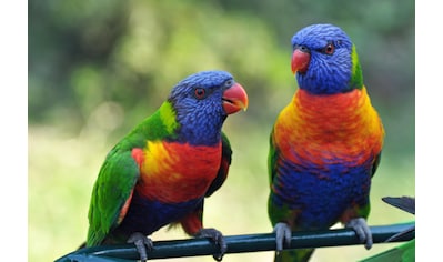 Papermoon Fototapete »Rainbow Lorikeets Birds« kaufen