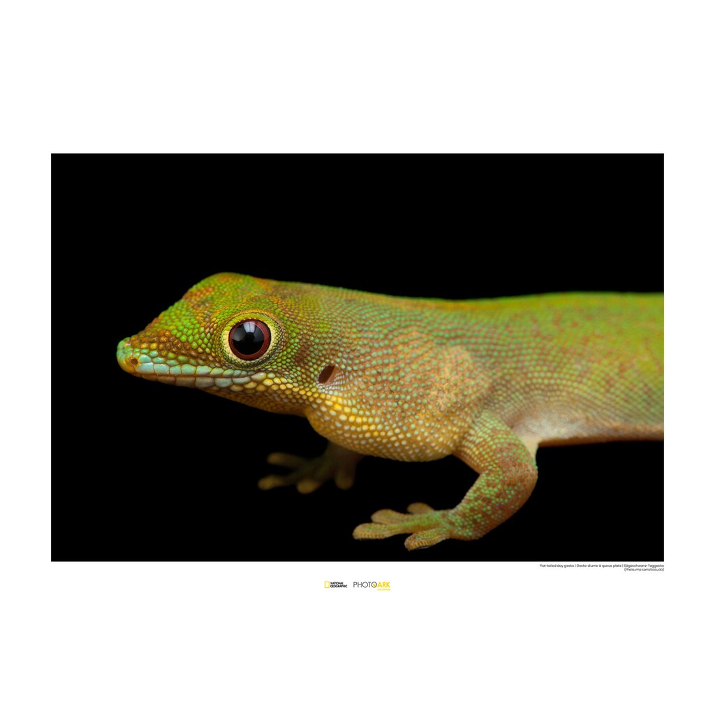 Komar Poster »Flat-tailed Day Gecko«, Tiere, Höhe: 30cm