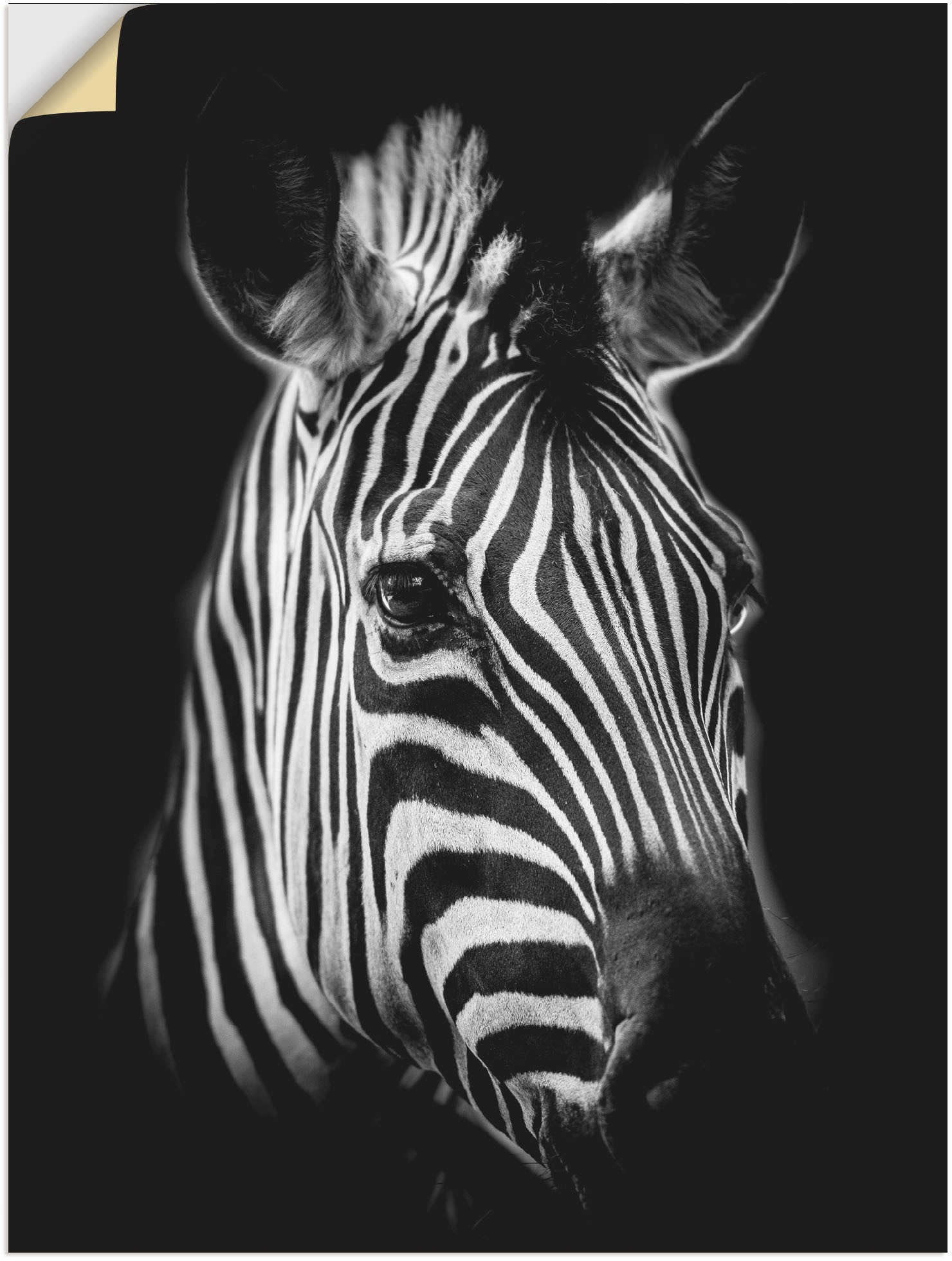 Wandbild »Zebra«, Zebra Bilder, (1 St.), als Alubild, Outdoorbild, Leinwandbild,...