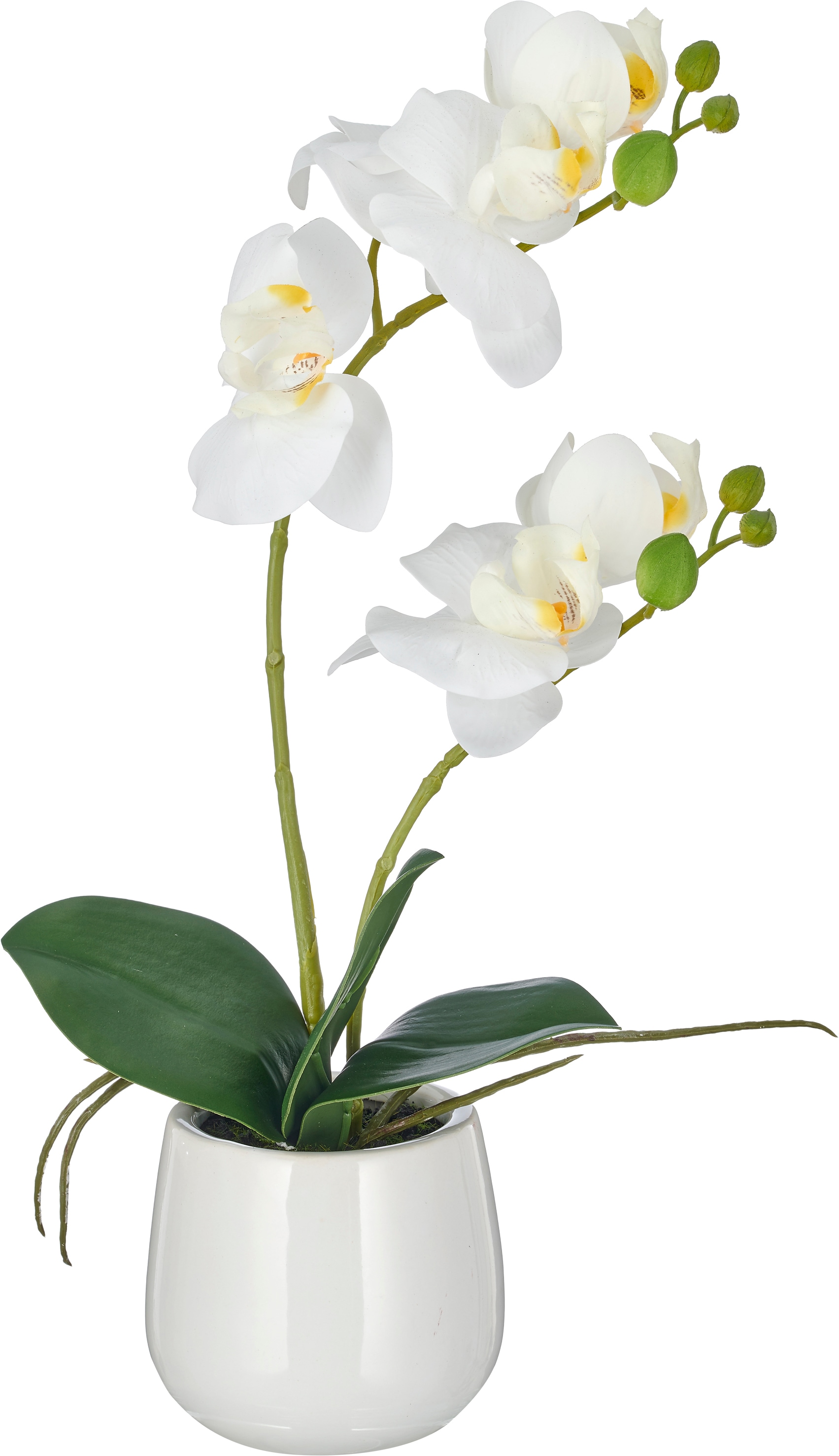 Creativ green Kunstorchidee »Phalaenopsis« mit Real-Touch-Blüten