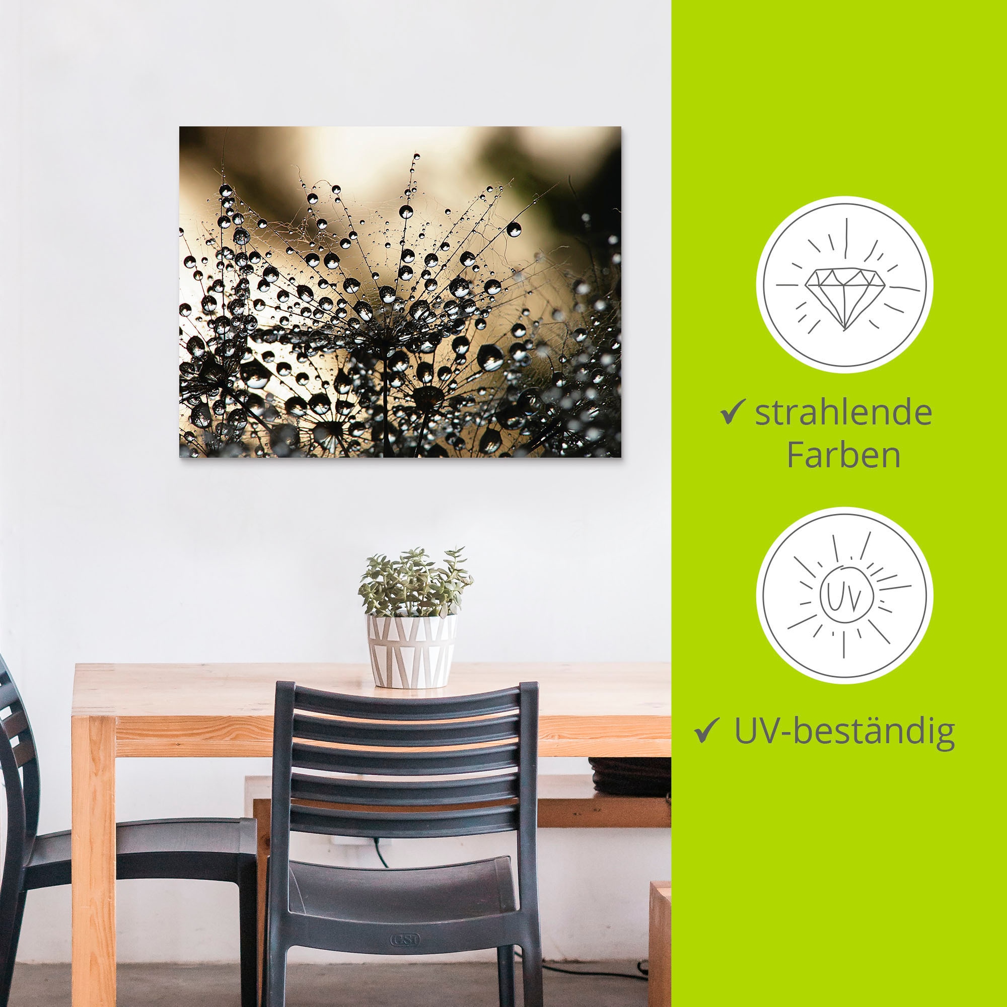 Artland Wandbild »Nasser Löwenzahn« Blumen 1 Stk. tlg. als Alubild, Leinwandbild in verschied. Größen