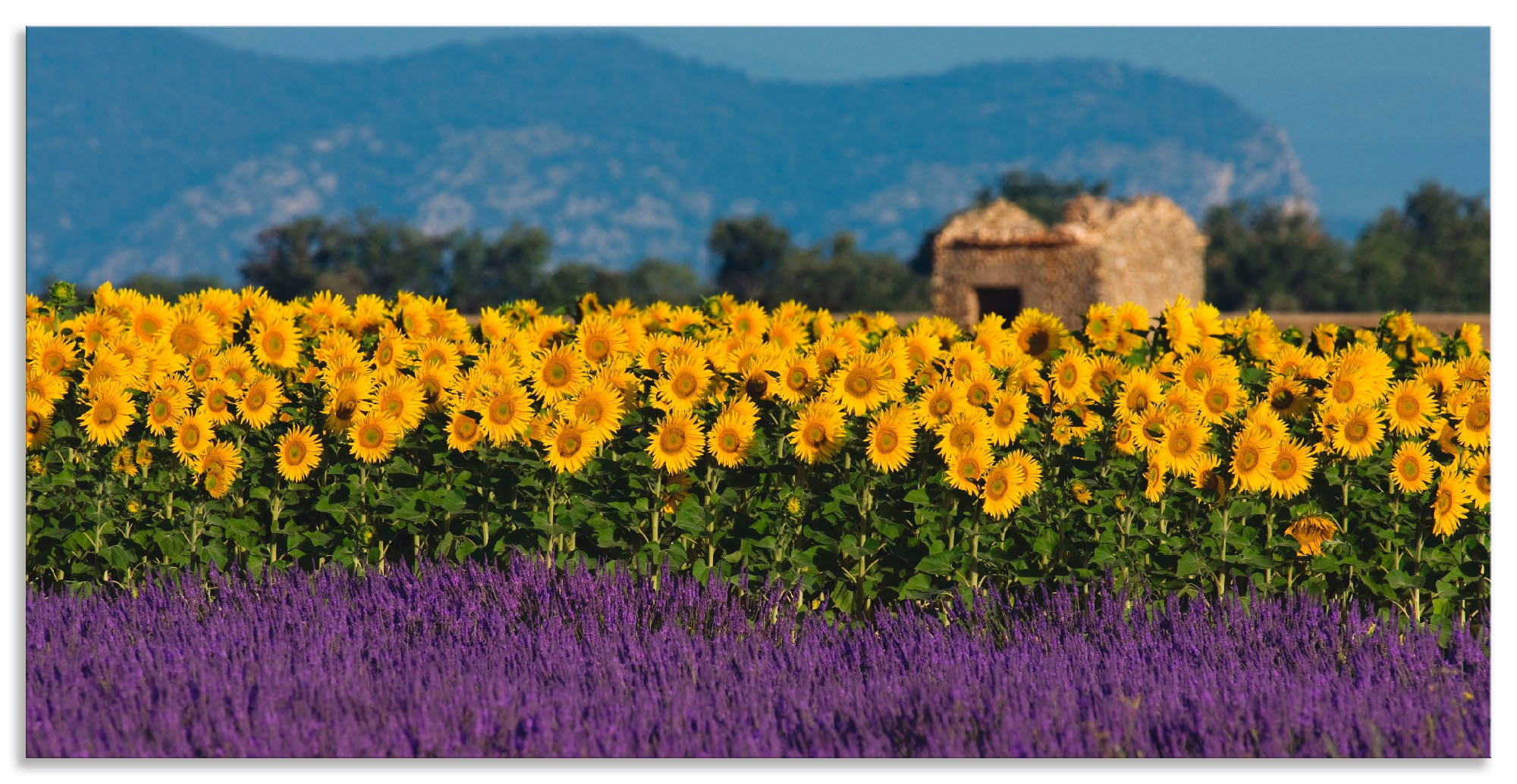 Artland Wandbild »Lavendel Sonnenblumen in der Provence«, Blumenwiese, (1 St.), in vielen Größen & Produktarten - Alubild / Outdoorbild für den Außenbereich, Leinwandbild, Poster, Wandaufkleber / Wandtattoo auch für Badezimmer geeignet