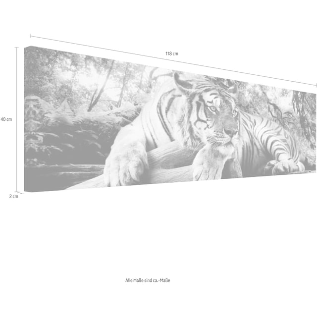 Reinders! Wandbild »Tigerblick Wandbild Tiger - Raubtier - Wandbild  Wohnzimmer - Wandbild« bestellen online bei OTTO