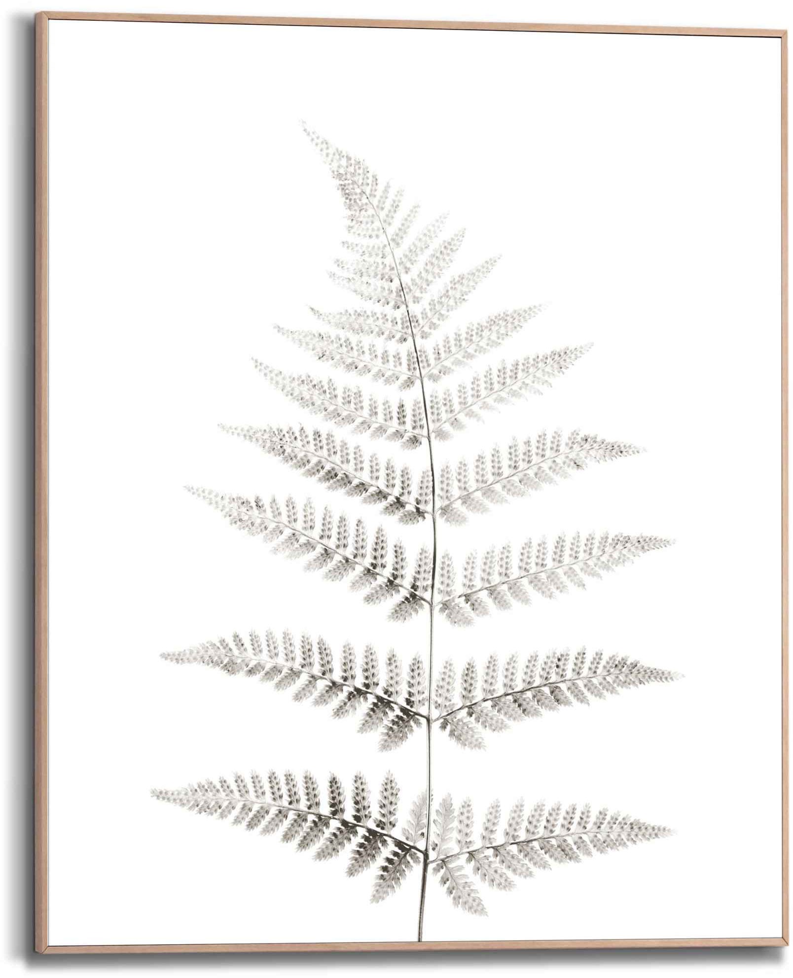 Reinders! Bild »Farn Pflanz - Natur - Botanisch«, (1 St.)