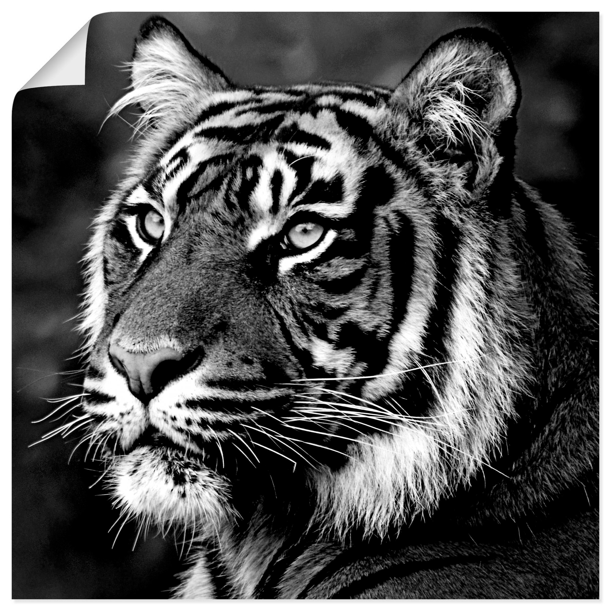 Artland Wandbild »Tiger«, Wildtiere, (1 St.), als Leinwandbild,  Wandaufkleber oder Poster in versch. Größen im OTTO Online Shop