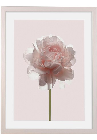 Komar Bild mit Rahmen »Floral Delights«, (1 St.), Hochwertigen Echtholzrahmen. FSC... kaufen