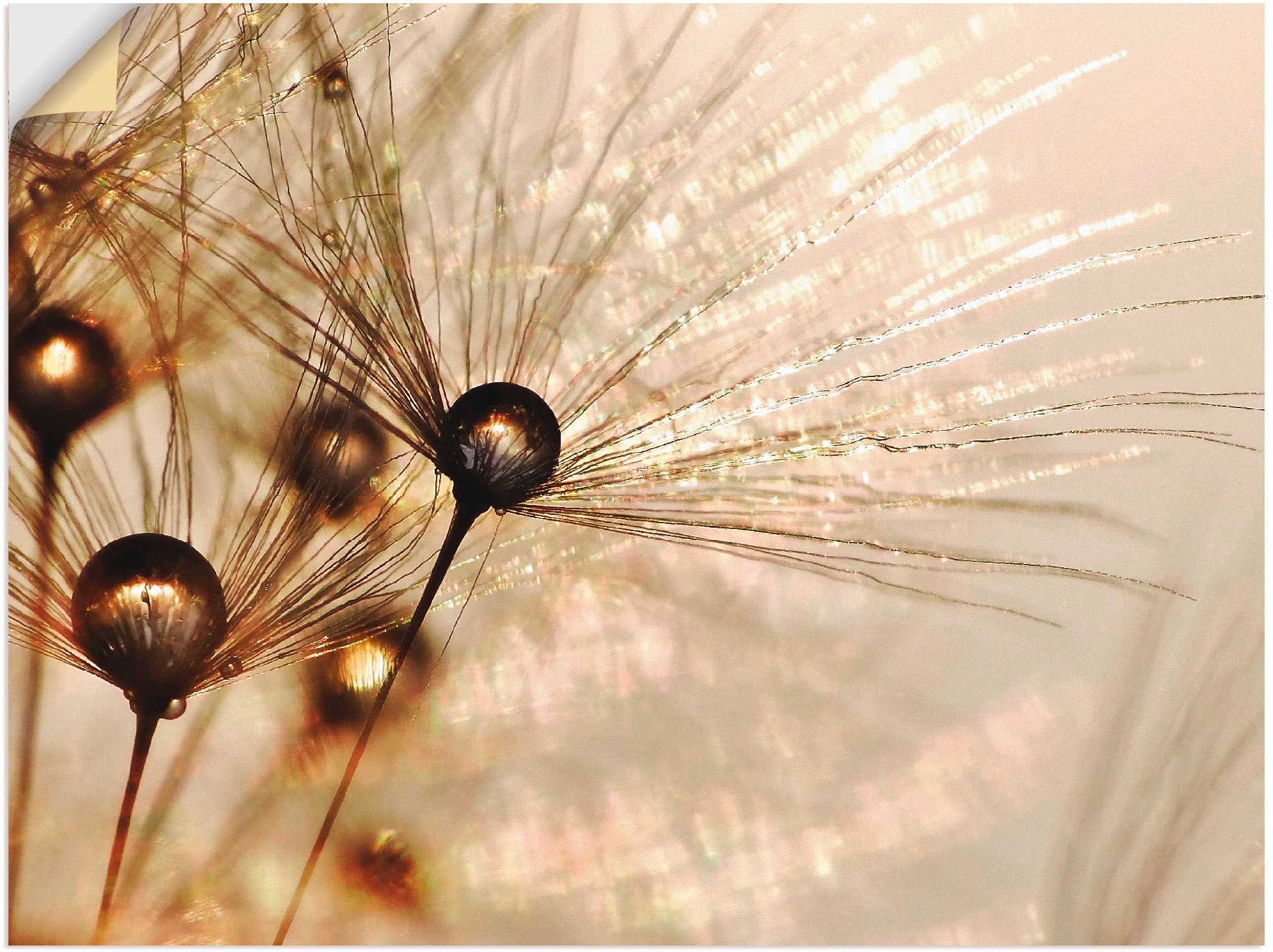 Artland Wandbild »Pusteblume Goldener Tropfen«, Blumen, (1 St.), in vielen Größen & Produktarten - Alubild / Outdoorbild für den Außenbereich, Leinwandbild, Poster, Wandaufkleber / Wandtattoo auch für Badezimmer geeignet