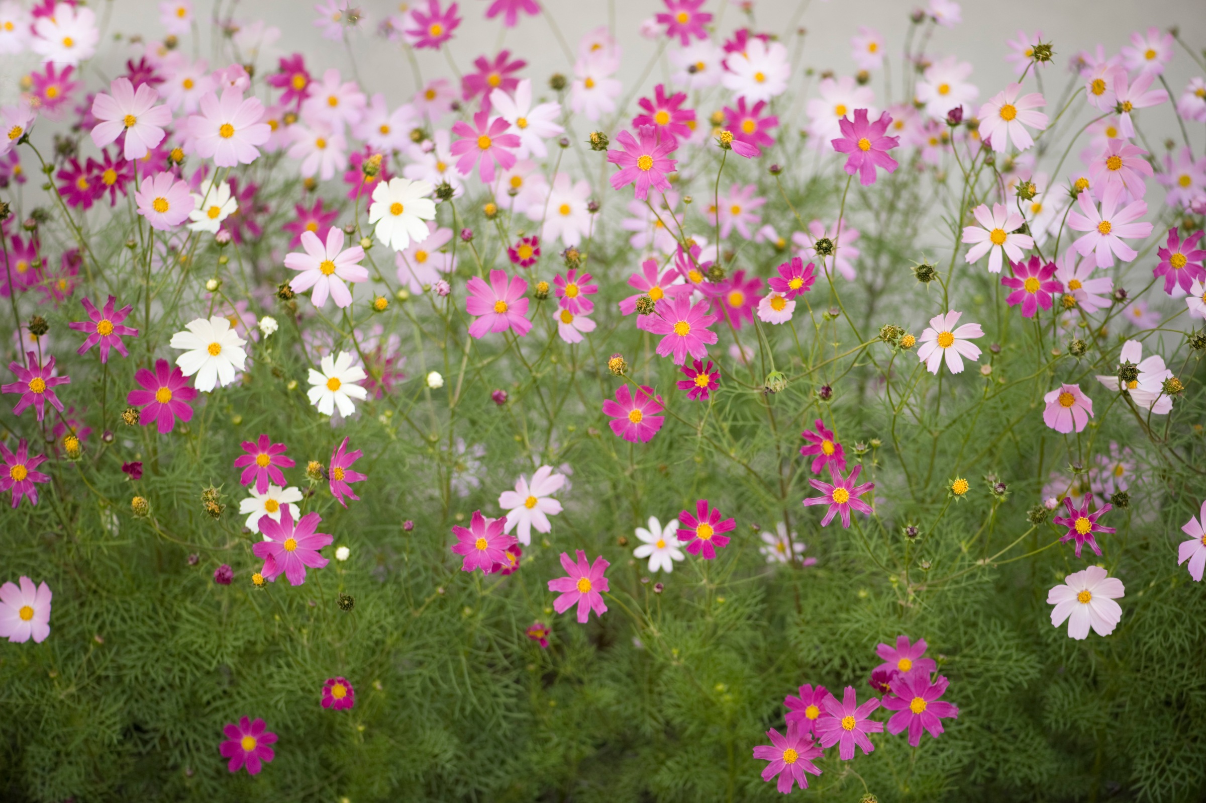 Fototapete »Cosmos Flowers«