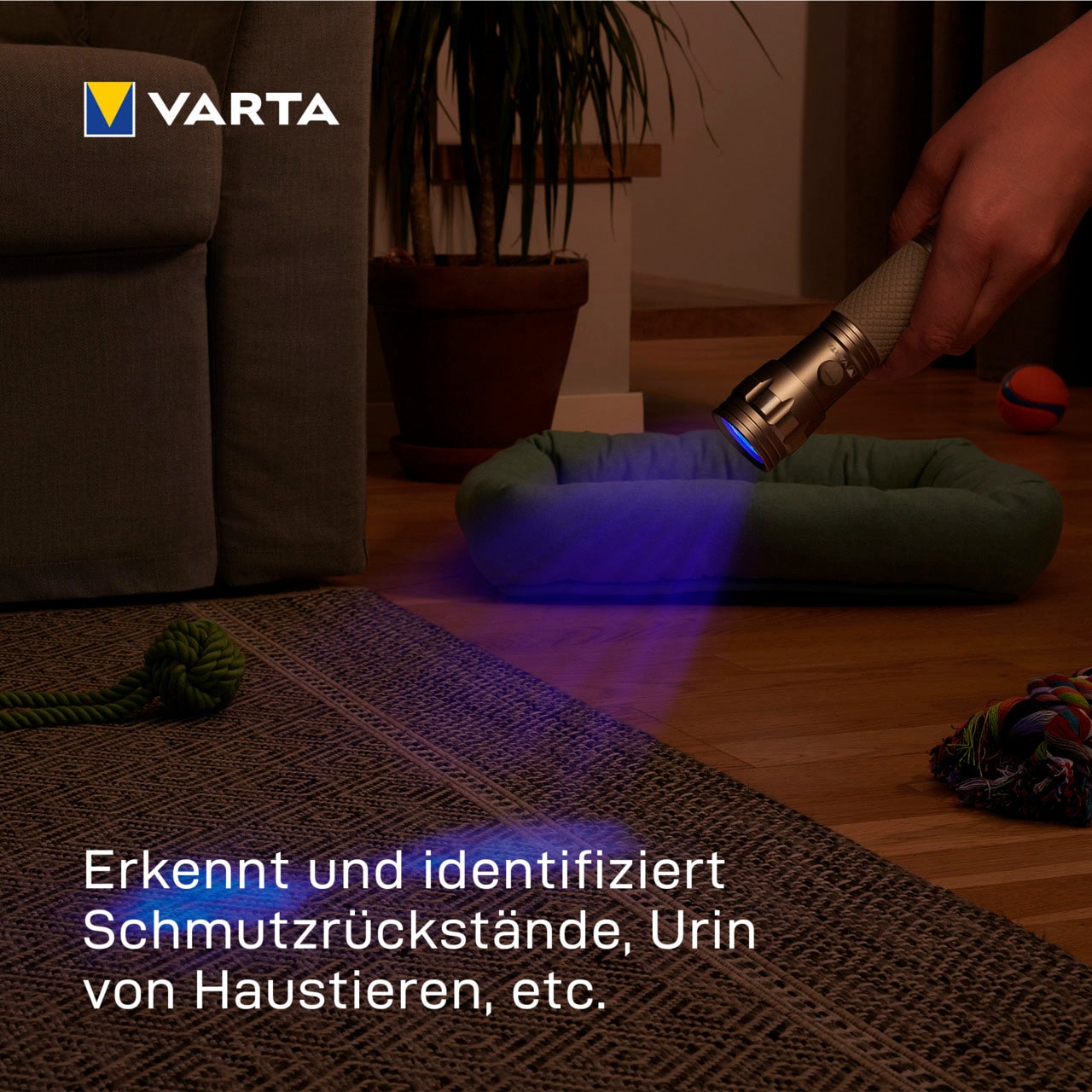 VARTA Taschenlampe »UV Licht«, (Set), Leuchte macht Unsichtbares sichtbar Hygienehilfe mit Schwarzlicht