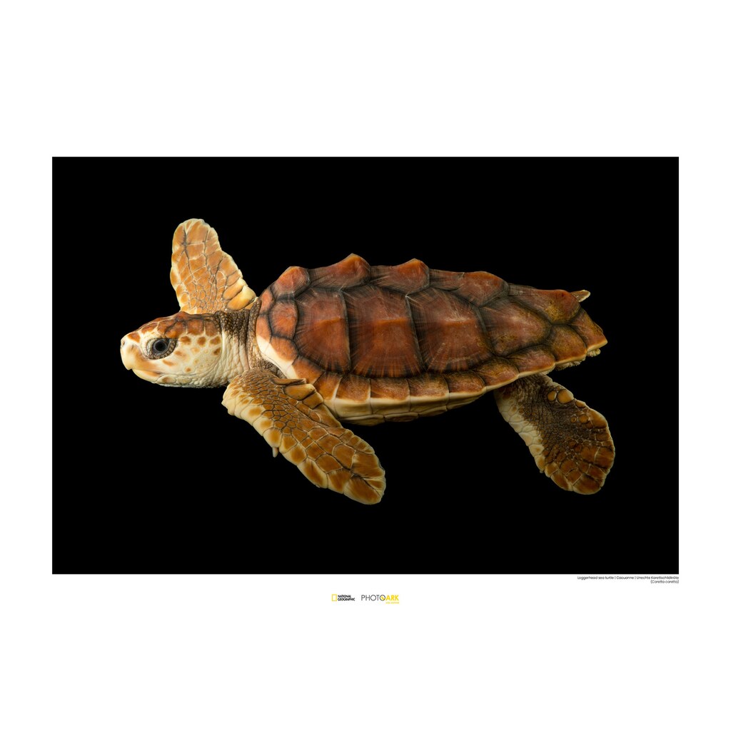 Komar Poster »Loggerhead Sea Turtle«, Tiere
