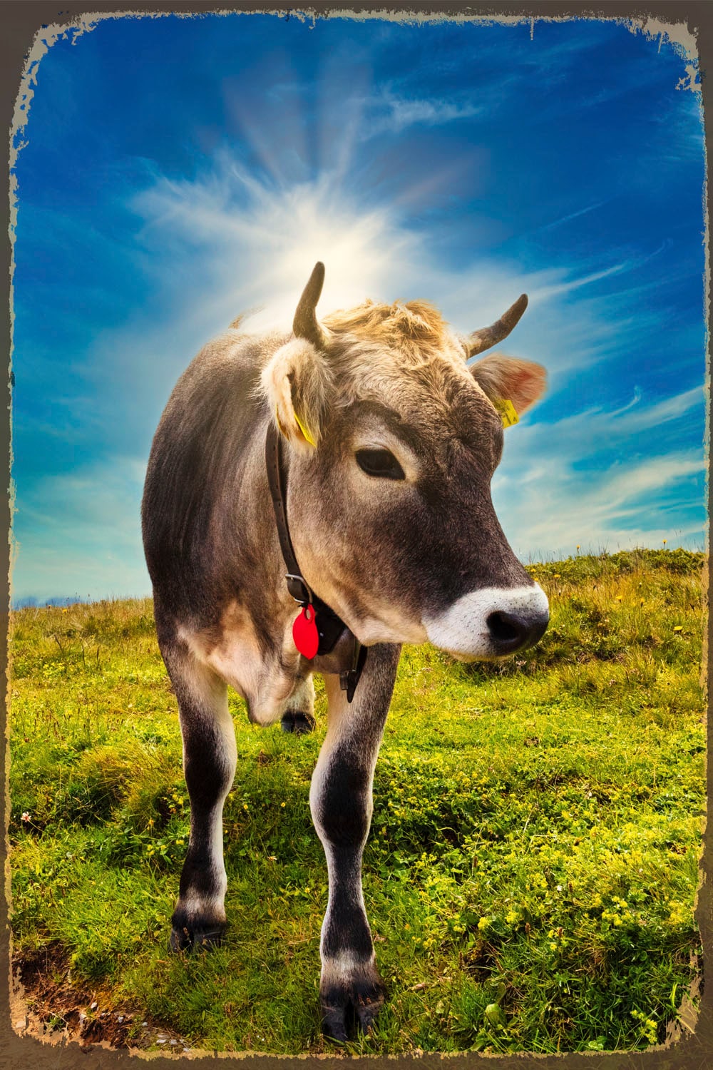 queence Metallbild »Alpen Kuh«, Schriftzüge-Kuhbilder-Berge & Alpenbilder, (1 St.), Stahlschilder