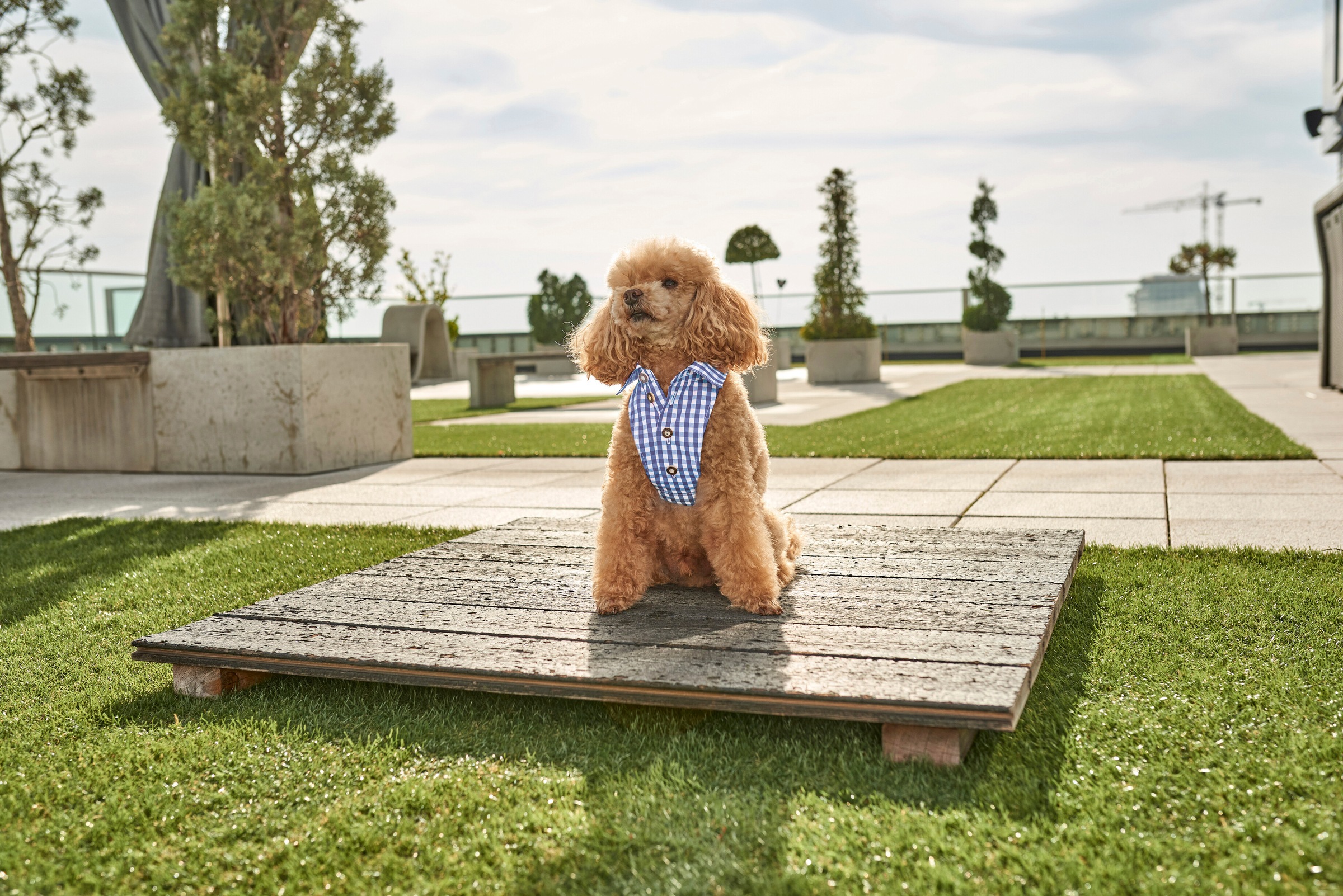 Hannah Halstuch, Textil, (1 St.), traditionelles Karohemd für Hunde - Made in Austria