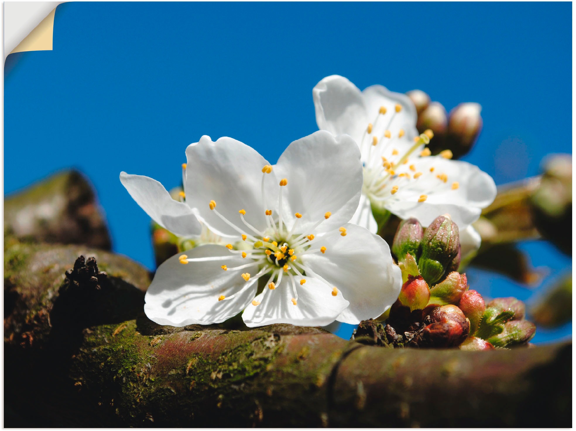 Artland Wandbild »weiß blaue Synphonie«, Blumen, (1 St.), in vielen Größen & Produktarten -Leinwandbild, Poster, Wandaufkleber / Wandtattoo auch für Badezimmer geeignet