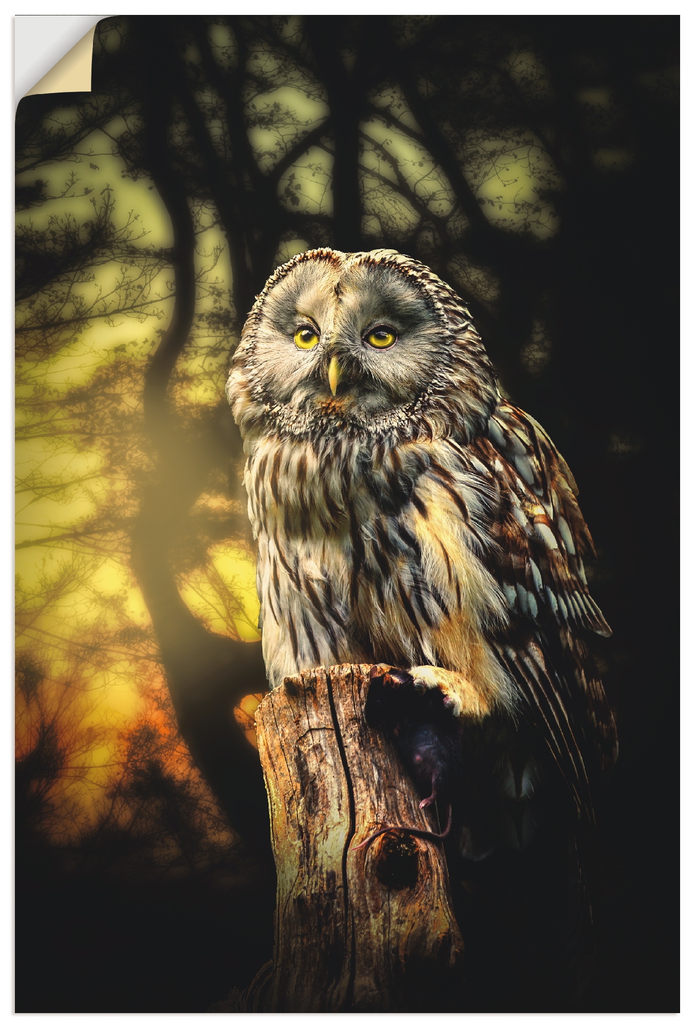 Artland Wandbild »Eule«, Vögel, (1 St.), in vielen Größen & Produktarten - Alubild / Outdoorbild für den Außenbereich, Leinwandbild, Poster, Wandaufkleber / Wandtattoo auch für Badezimmer geeignet