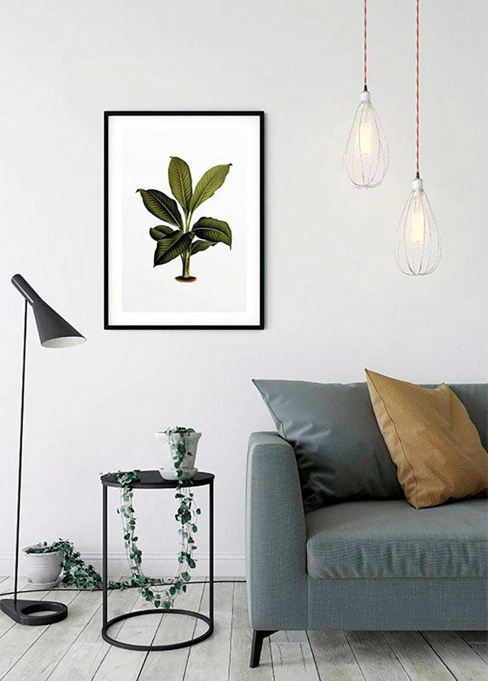 Komar Bild »Elastica Leaf« Blätter | Pflanzen 1 Stk. tlg. Wandbild zur Dekoration - ohne Rahmen