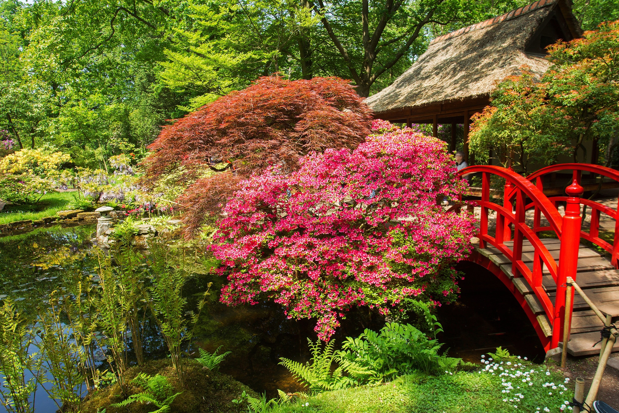 Fototapete »GARTEN-BLUMEN BÄUME PFLANZEN STEINE WALD PARK BLÜTEN«