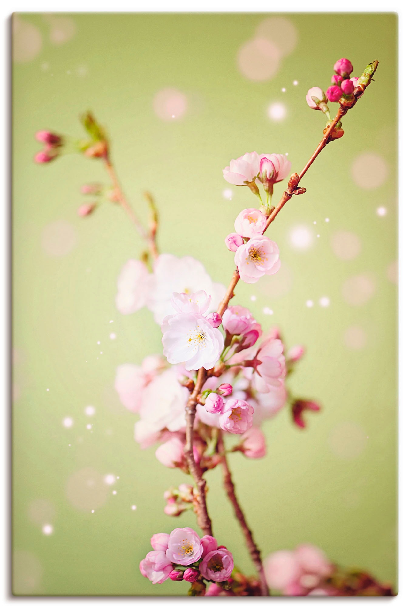 Artland Wandbild »Kirschblütenzweig«, Blumen, (1 St.), in vielen Größen & Produktarten - Alubild / Outdoorbild für den Außenbereich, Leinwandbild, Poster, Wandaufkleber / Wandtattoo auch für Badezimmer geeignet