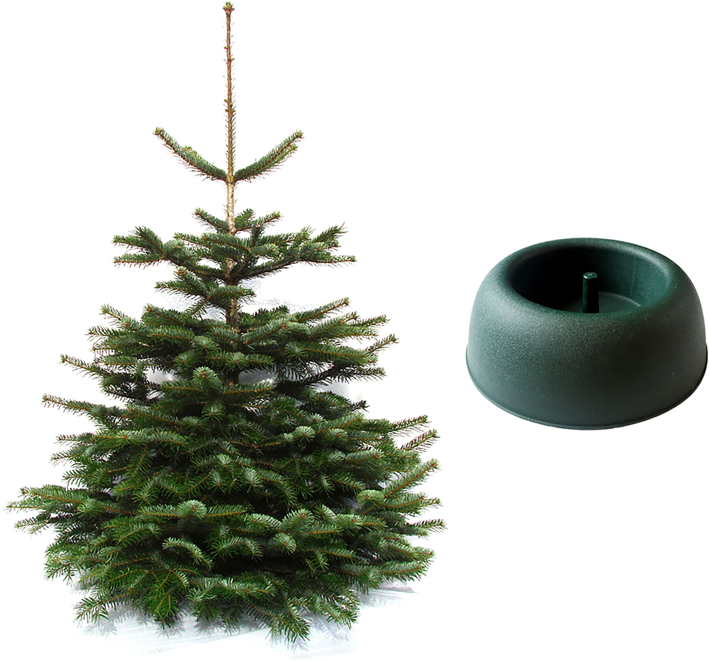 Weihnachtsbaumland Echter Weihnachtsbaum »Nordmanntanne inkl.  Mini-Baumständer, Weihnachtsdeko«, Nordmanntanne, Höhe ca. 100 bis 120 cm  im OTTO Online Shop