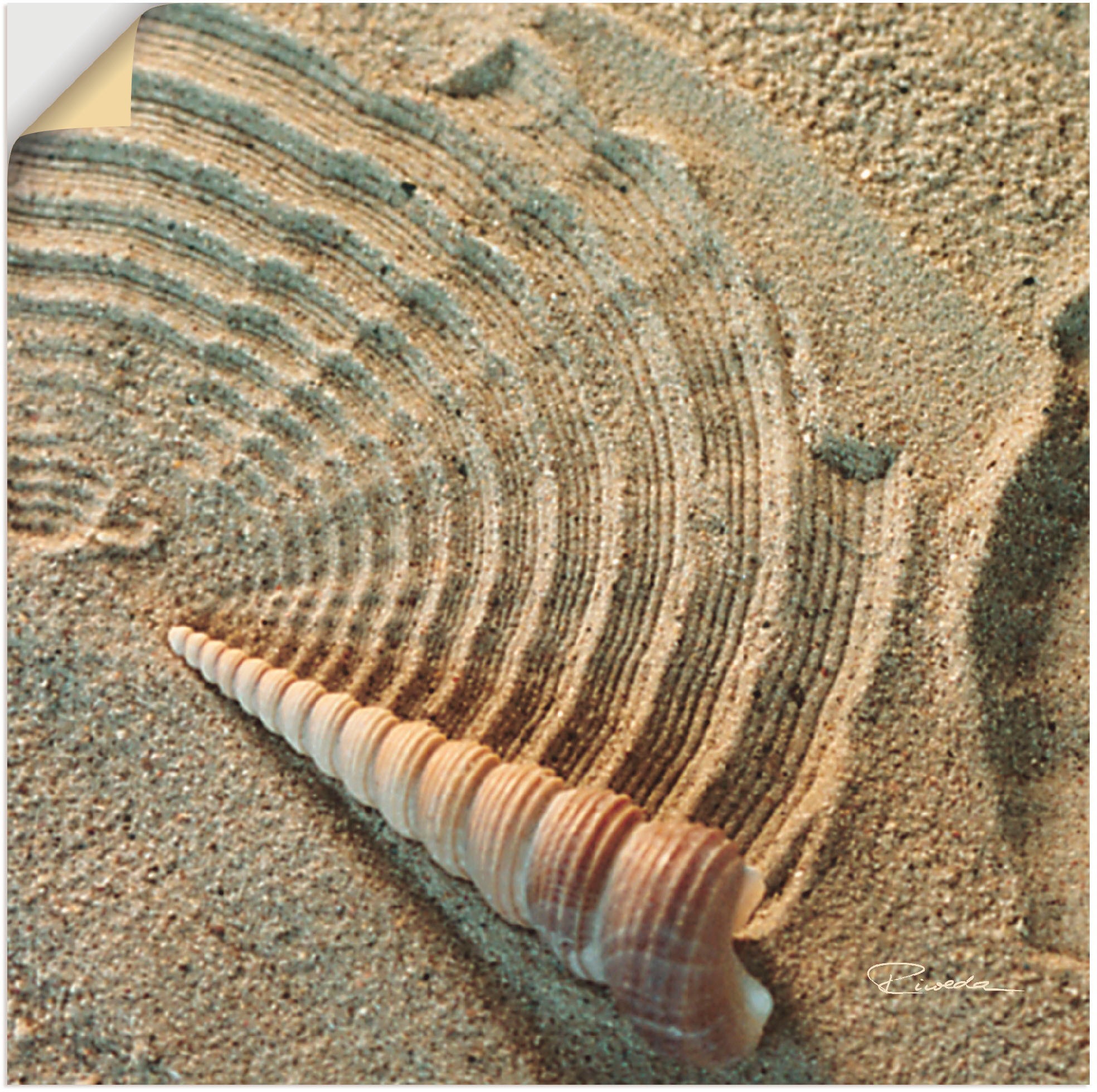 Artland Wandbild »Zen IV - Muschel im Sand«, Zen, (1 St.), in vielen Größen & Produktarten - Alubild / Outdoorbild für den Außenbereich, Leinwandbild, Poster, Wandaufkleber / Wandtattoo auch für Badezimmer geeignet