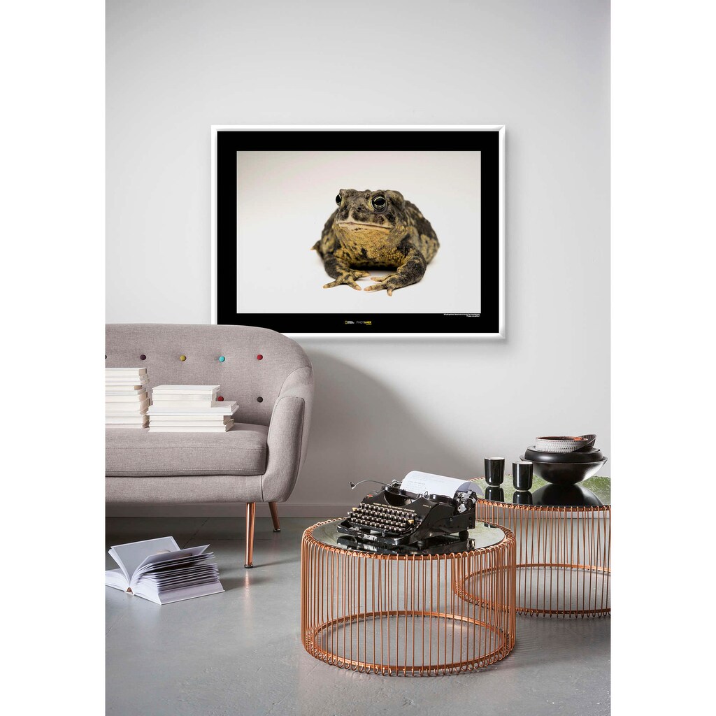Komar Poster »Wyoming Toad«, Tiere