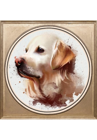 Acrylglasbild »Golden Retriever«