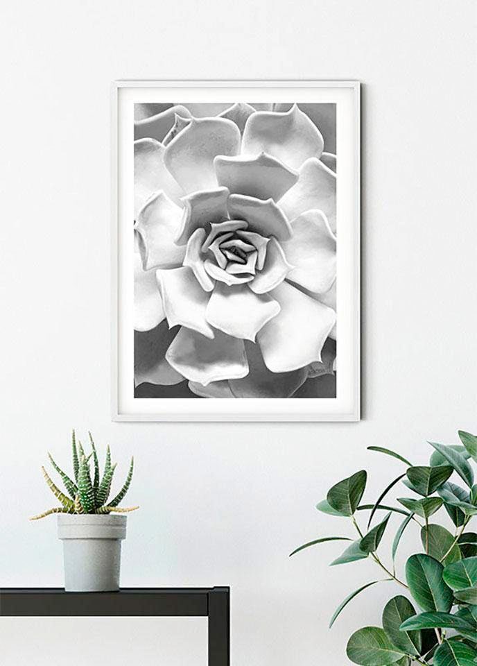 Komar Bild »Succulent Closeup« Blätter | Pflanzen 1 Stk. tlg. Wandbild zur Dekoration - ohne Rahmen